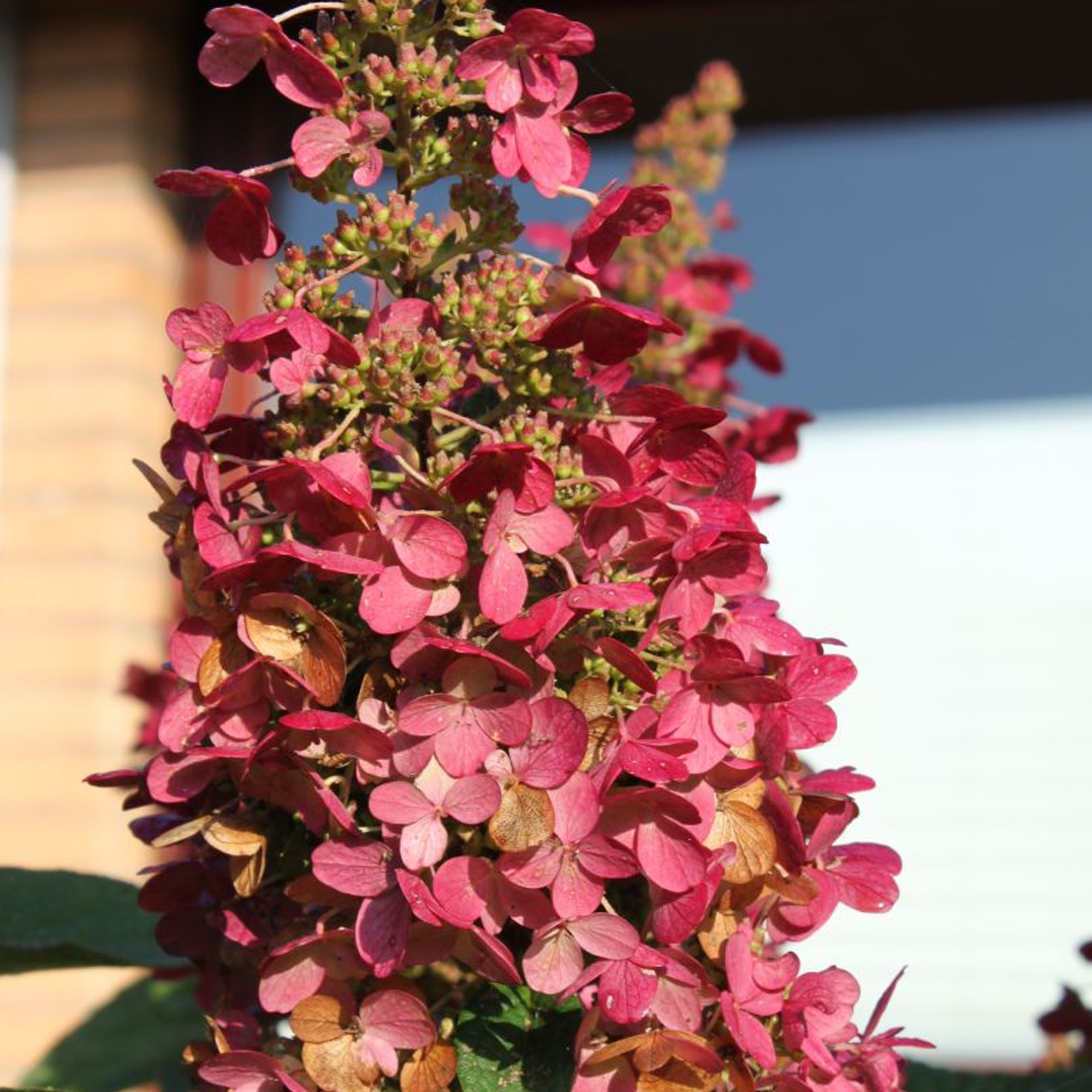 Hydrangea paniculata Wims Red Compact Deciduous Potted Shrub Garden Plant - Picture 17 of 21