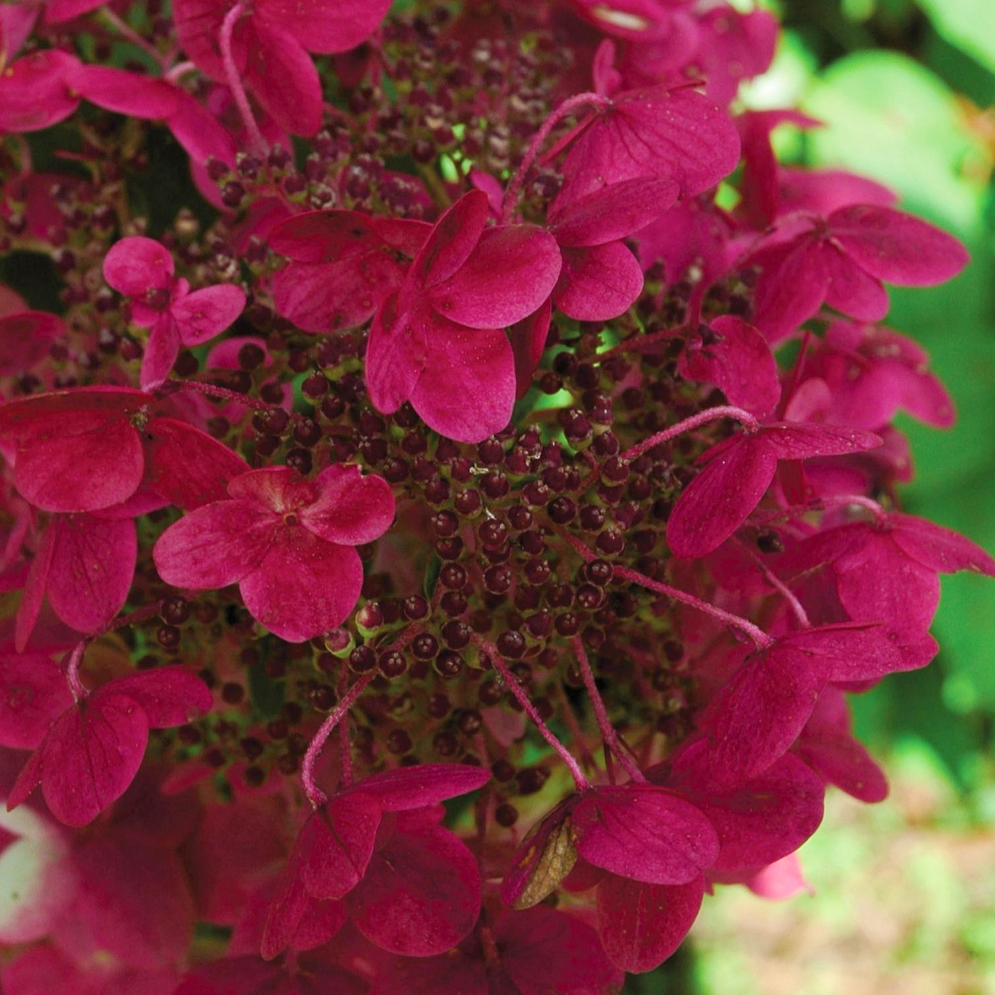 Hydrangea paniculata Wims Red Compact Deciduous Potted Shrub Garden Plant - Picture 19 of 21