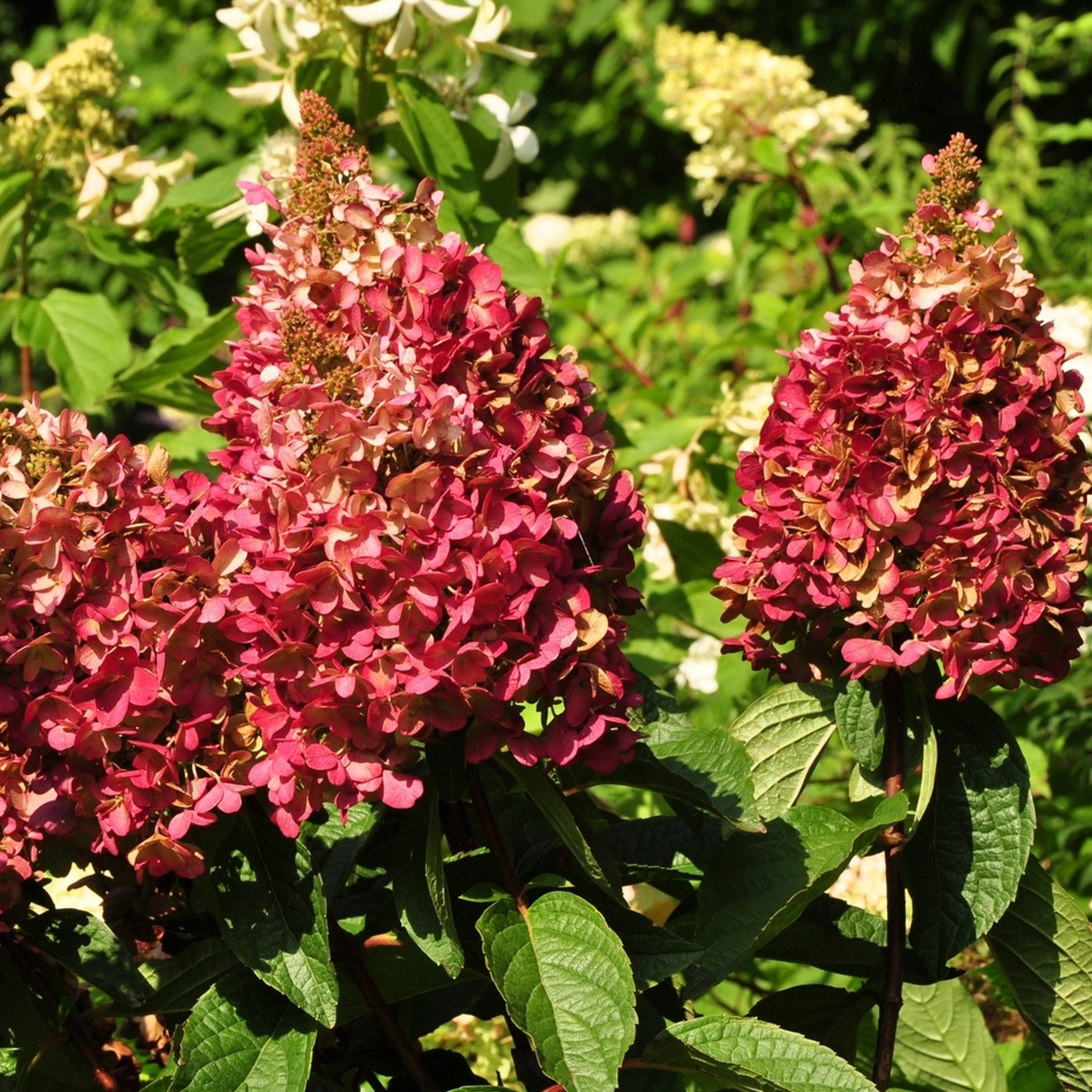 Hydrangea paniculata Wims Red Compact Deciduous Potted Shrub Garden Plant - Picture 16 of 21