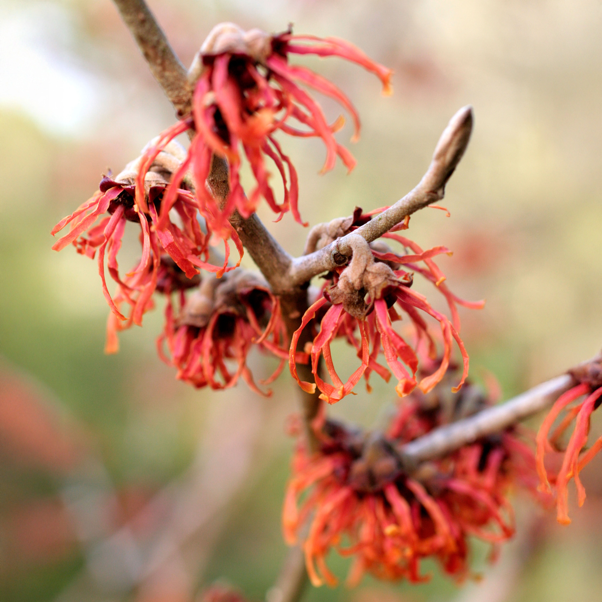 Hamamelis Diane -  Witch Hazel Winter Flowering Shrubs for Garden All Year Round