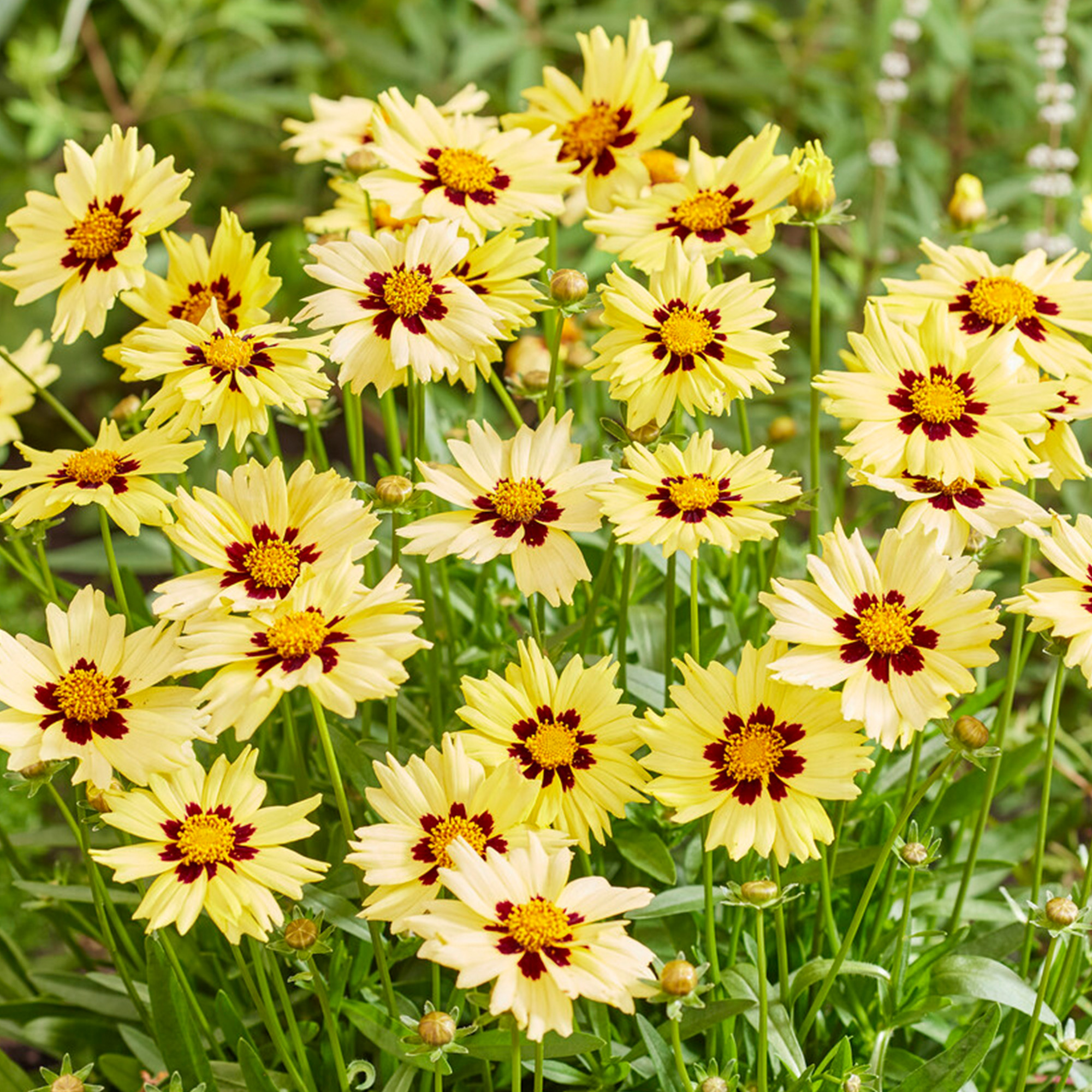 Coreopsis Solar Moon Live Real Outdoor Yellow Garden Perennial Plant in Pot - Picture 7 of 12