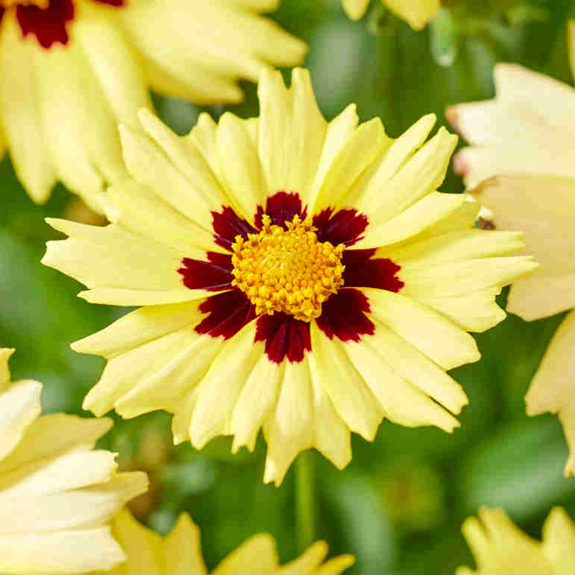 Coreopsis Solar Moon Live Real Outdoor Yellow Garden Perennial Plant in Pot - Picture 8 of 12