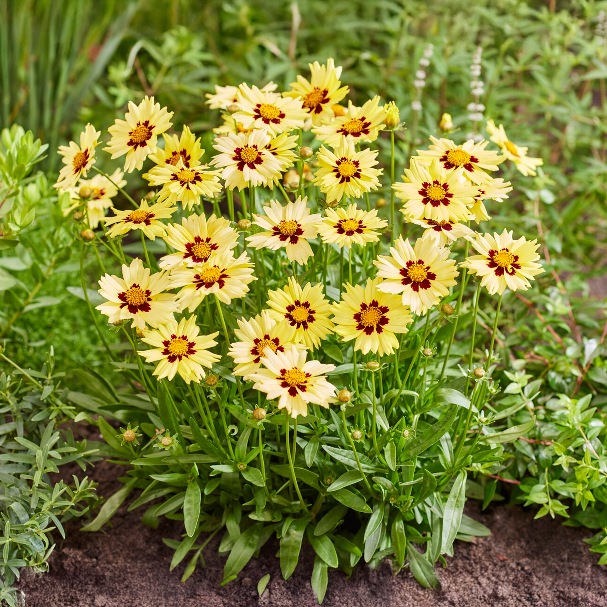 Coreopsis Solar Moon Live Real Outdoor Yellow Garden Perennial Plant in Pot - Picture 9 of 12