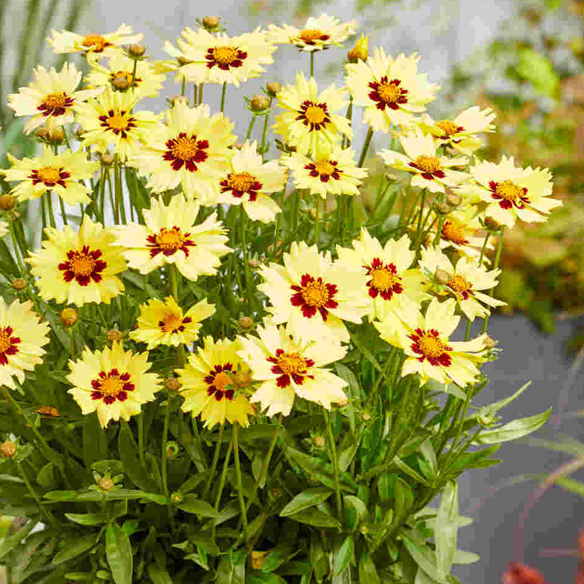 Coreopsis Solar Moon Live Real Outdoor Yellow Garden Perennial Plant in Pot - Picture 10 of 12