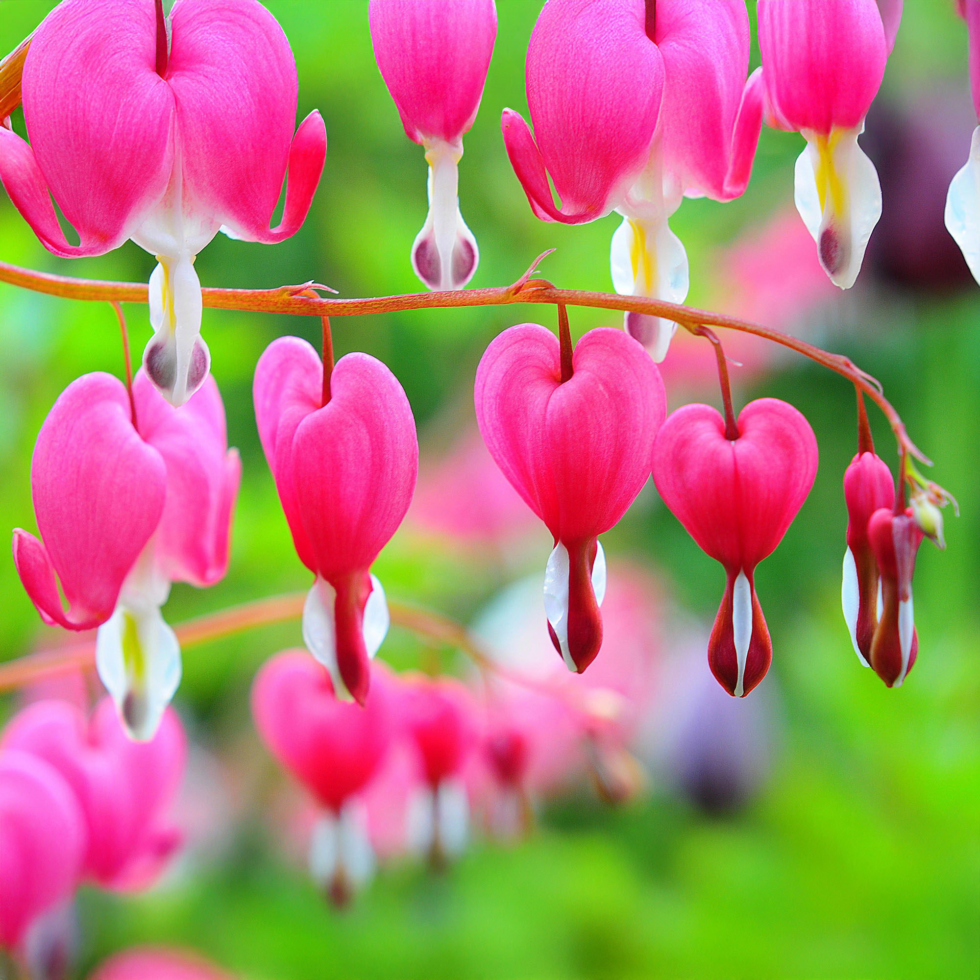 Bleeding Heart Plant Dicentra Spectabilis Outdoor Hardy Perennial in Plant Pot - Picture 7 of 12