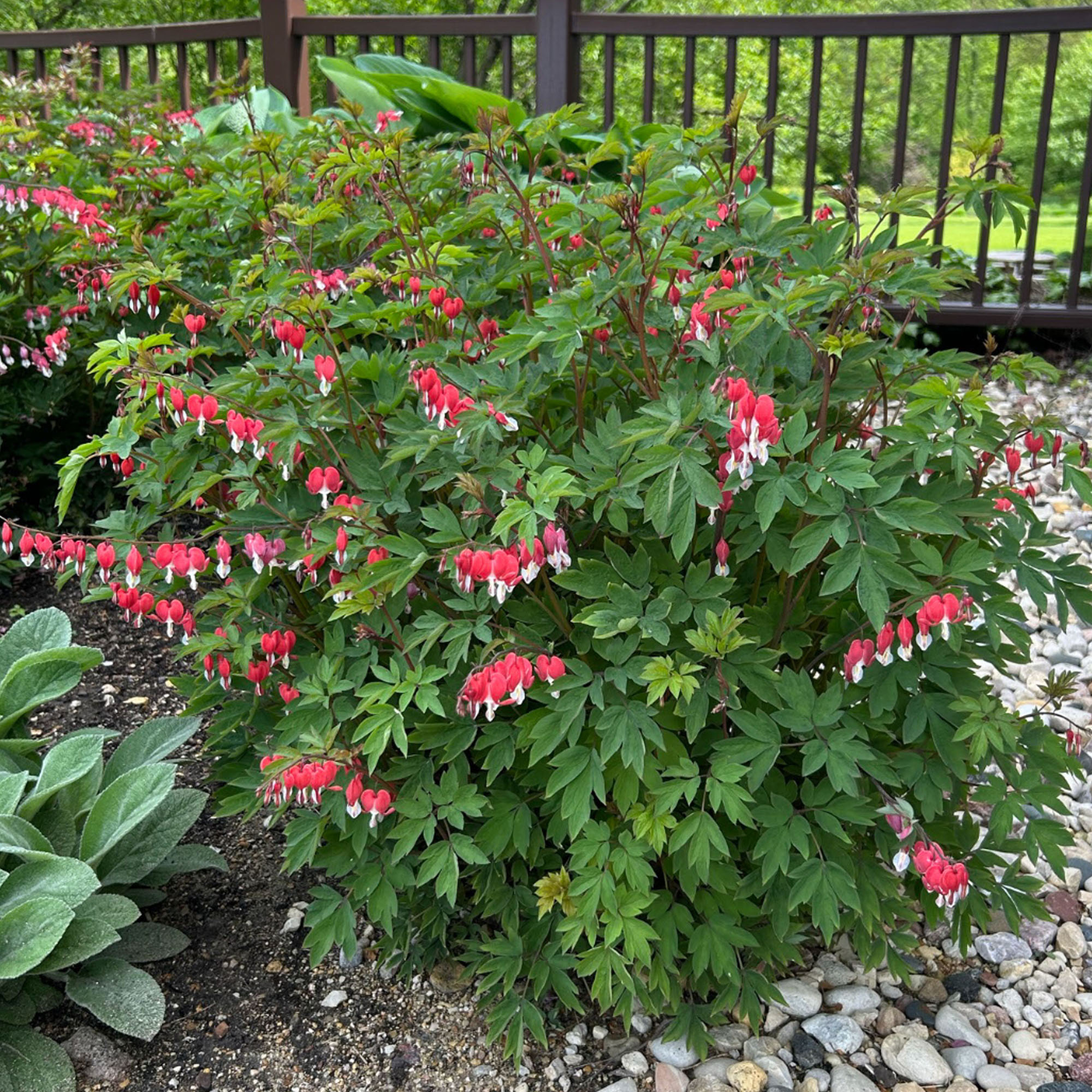 Bleeding Heart Plant Dicentra Spectabilis Outdoor Hardy Perennial in Plant Pot - Picture 8 of 12
