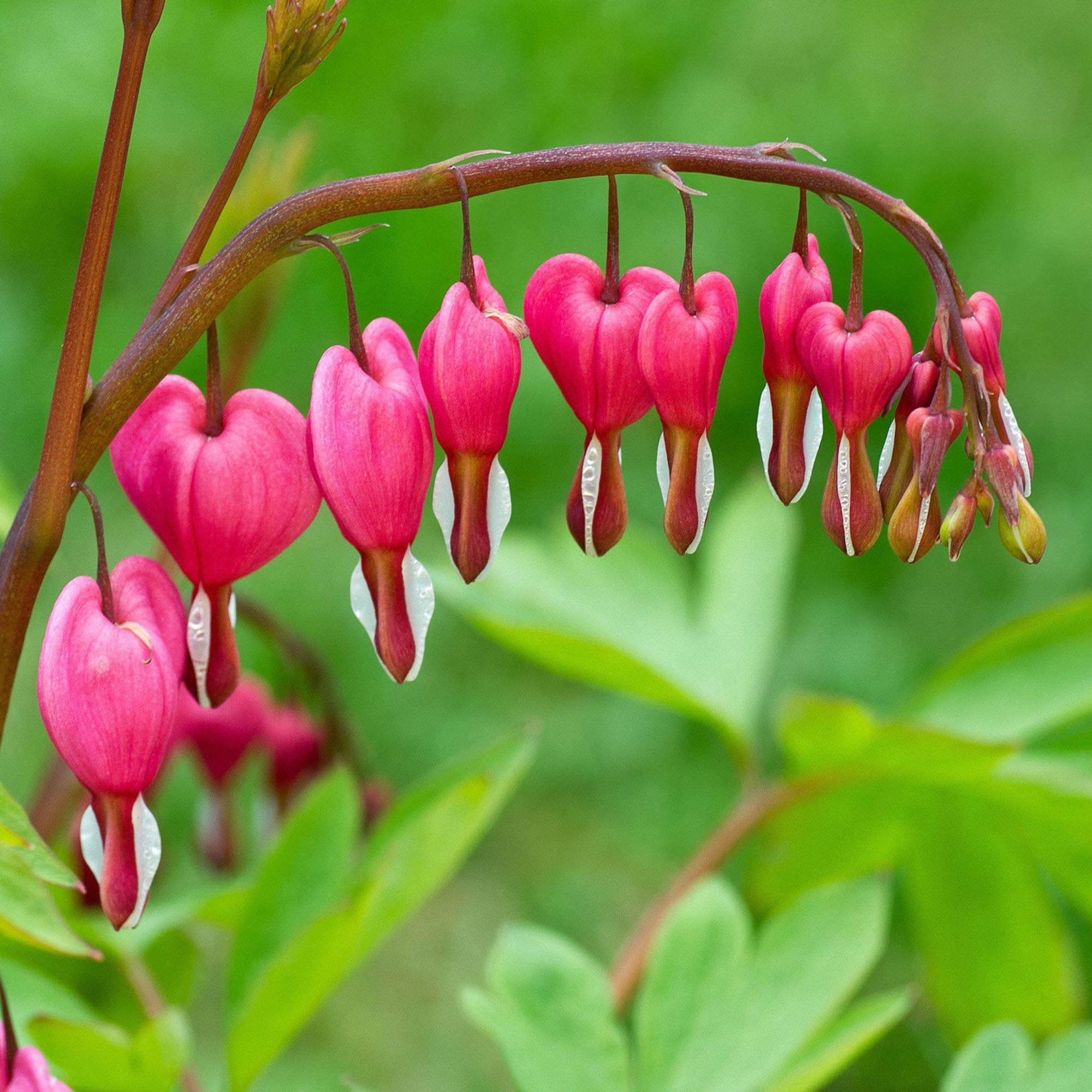 Bleeding Heart Plant Dicentra Spectabilis Outdoor Hardy Perennial in Plant Pot - Picture 9 of 12
