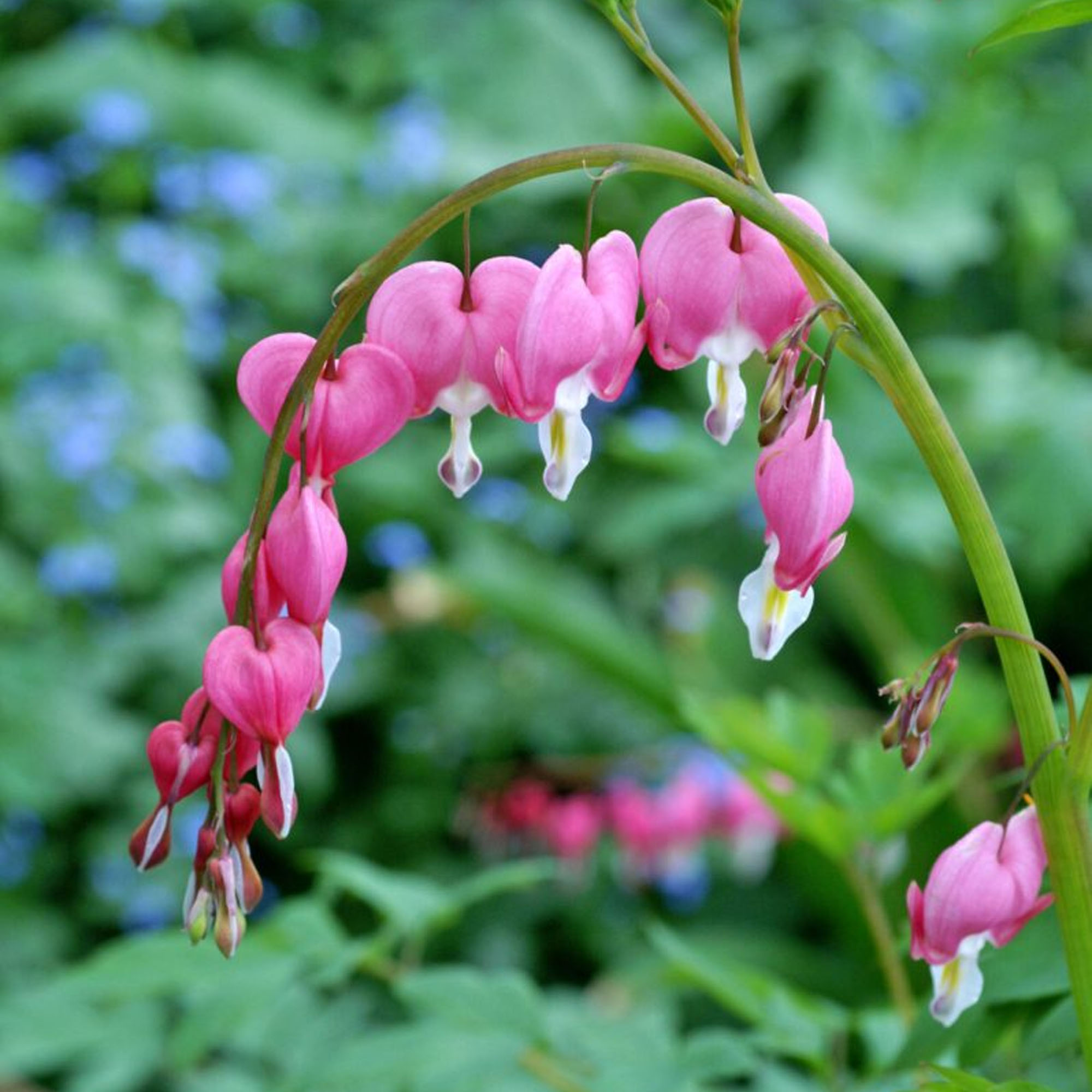 Bleeding Heart Plant Dicentra Spectabilis Outdoor Hardy Perennial in Plant Pot - Picture 10 of 12