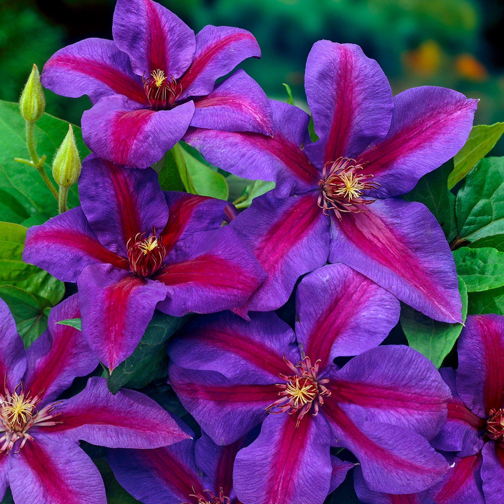 Clematis Mrs N. Thompson Deciduous Climber Outdoor Flowering Garden Plant in Pot