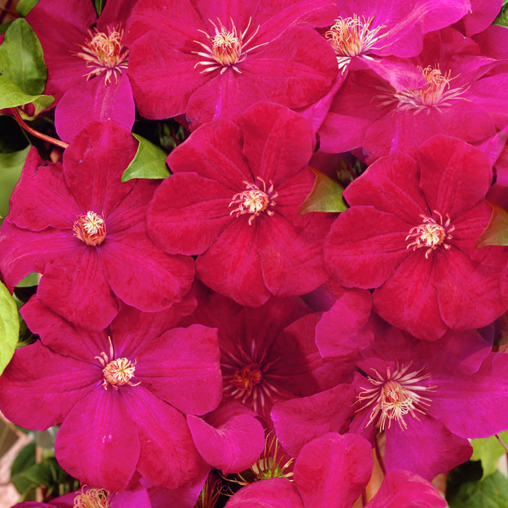 Clematis 'Rouge Cardinal' Hardy Deciduous Climber Plant Garden Shrub in Pot - Picture 11 of 28