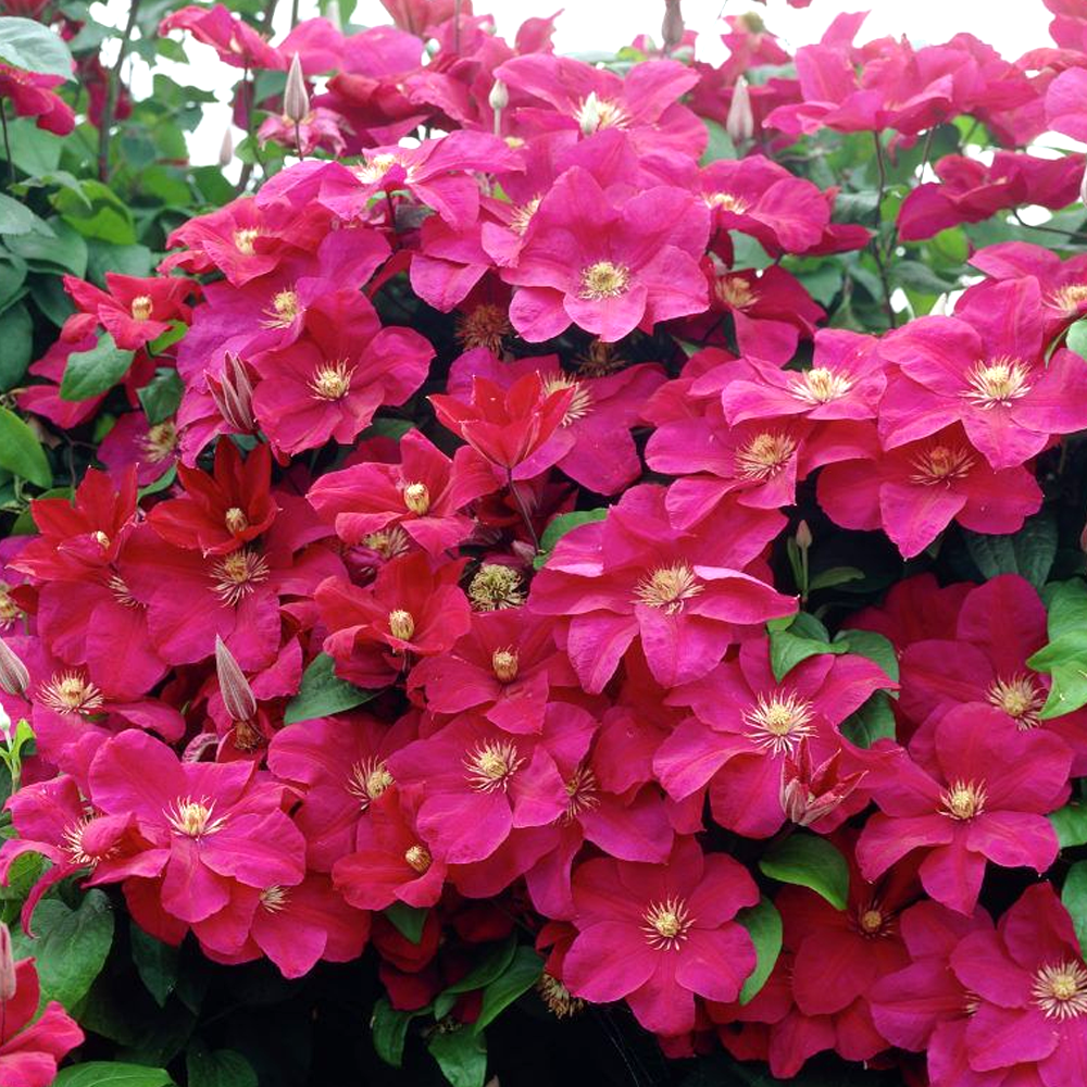 Clematis 'Rouge Cardinal' Hardy Deciduous Climber Plant Garden Shrub in Pot - Picture 12 of 28