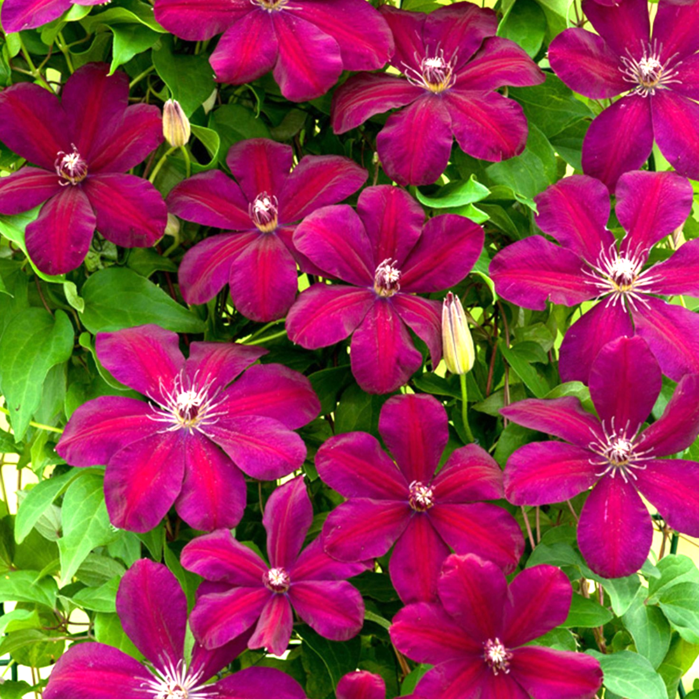Clematis 'Rouge Cardinal' Hardy Deciduous Climber Plant Garden Shrub in Pot - Picture 8 of 28