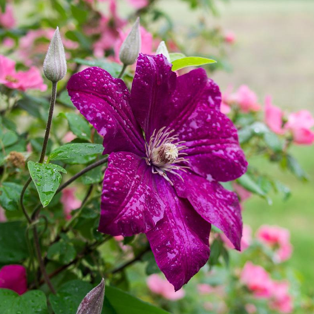 Clematis 'Rouge Cardinal' Hardy Deciduous Climber Plant Garden Shrub in Pot - Picture 9 of 28