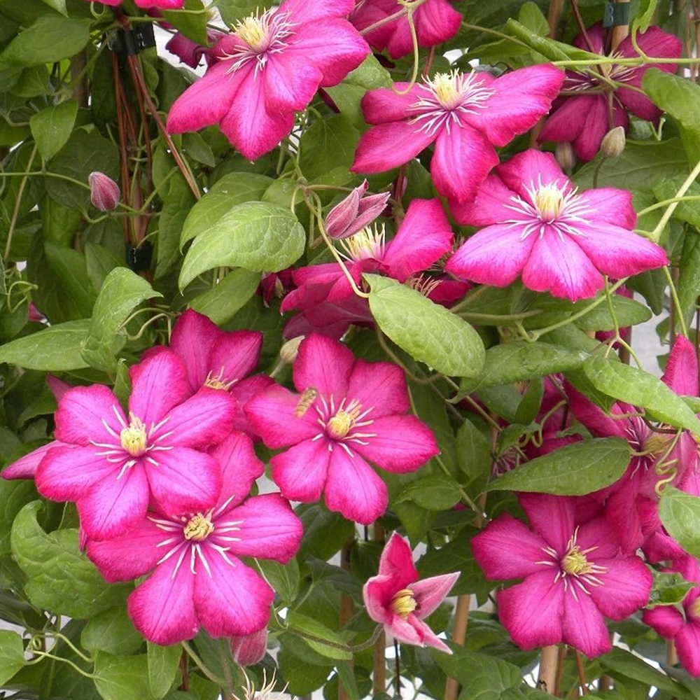 Clematis 'Rouge Cardinal' Hardy Deciduous Climber Plant Garden Shrub in Pot - Picture 10 of 28