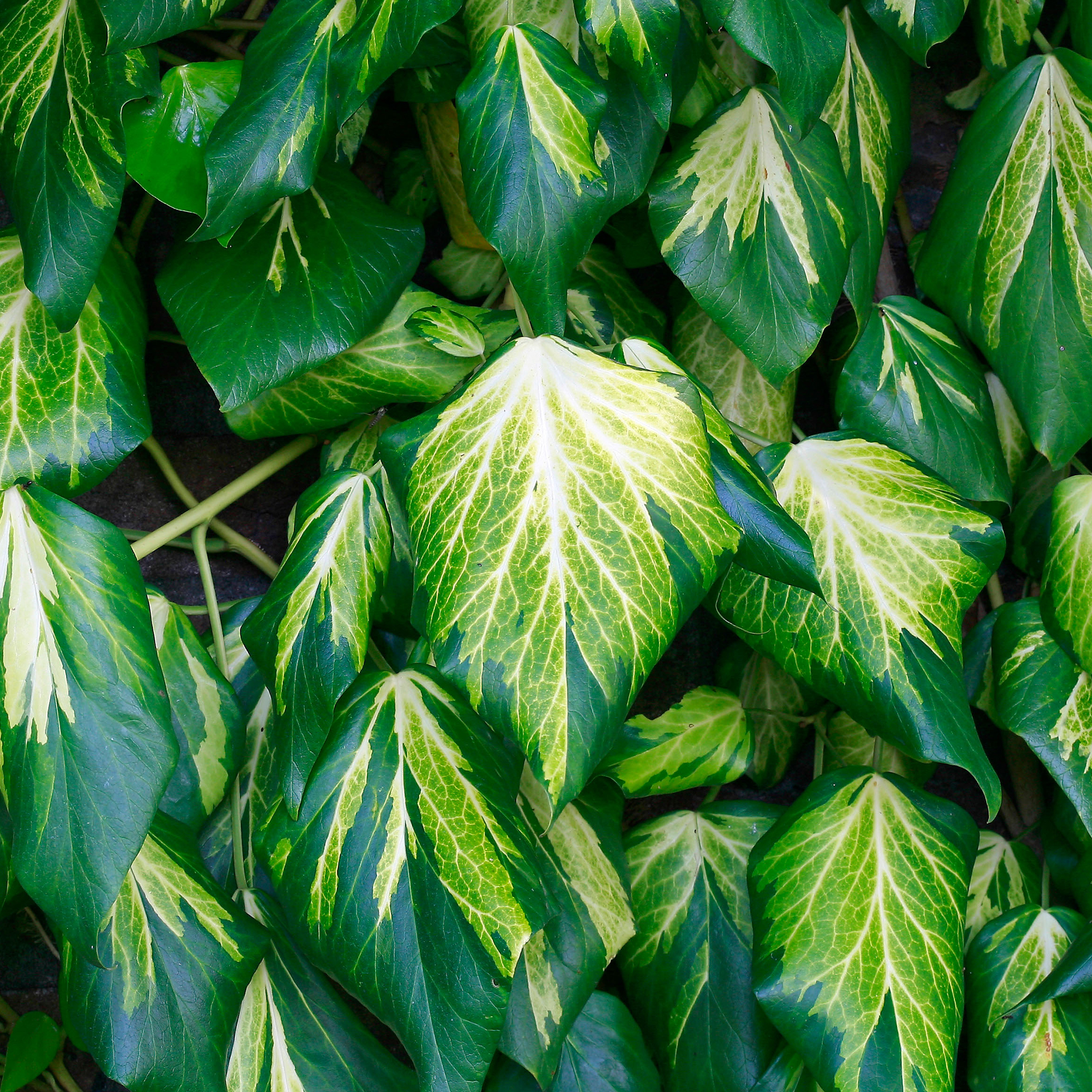 Hedera Sulphur Heart Climbing Evergreen Shrub Outdoor Garden Ready Plant in Pot - Picture 6 of 10