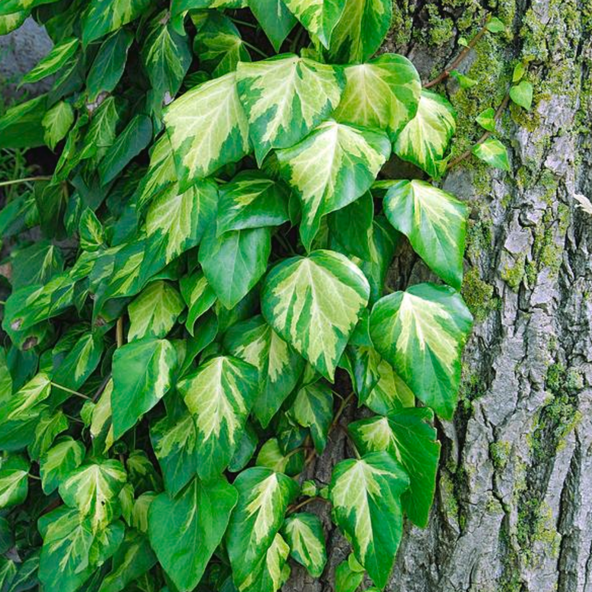 Hedera Sulphur Heart Climbing Evergreen Shrub Outdoor Garden Ready Plant in Pot - Picture 7 of 10