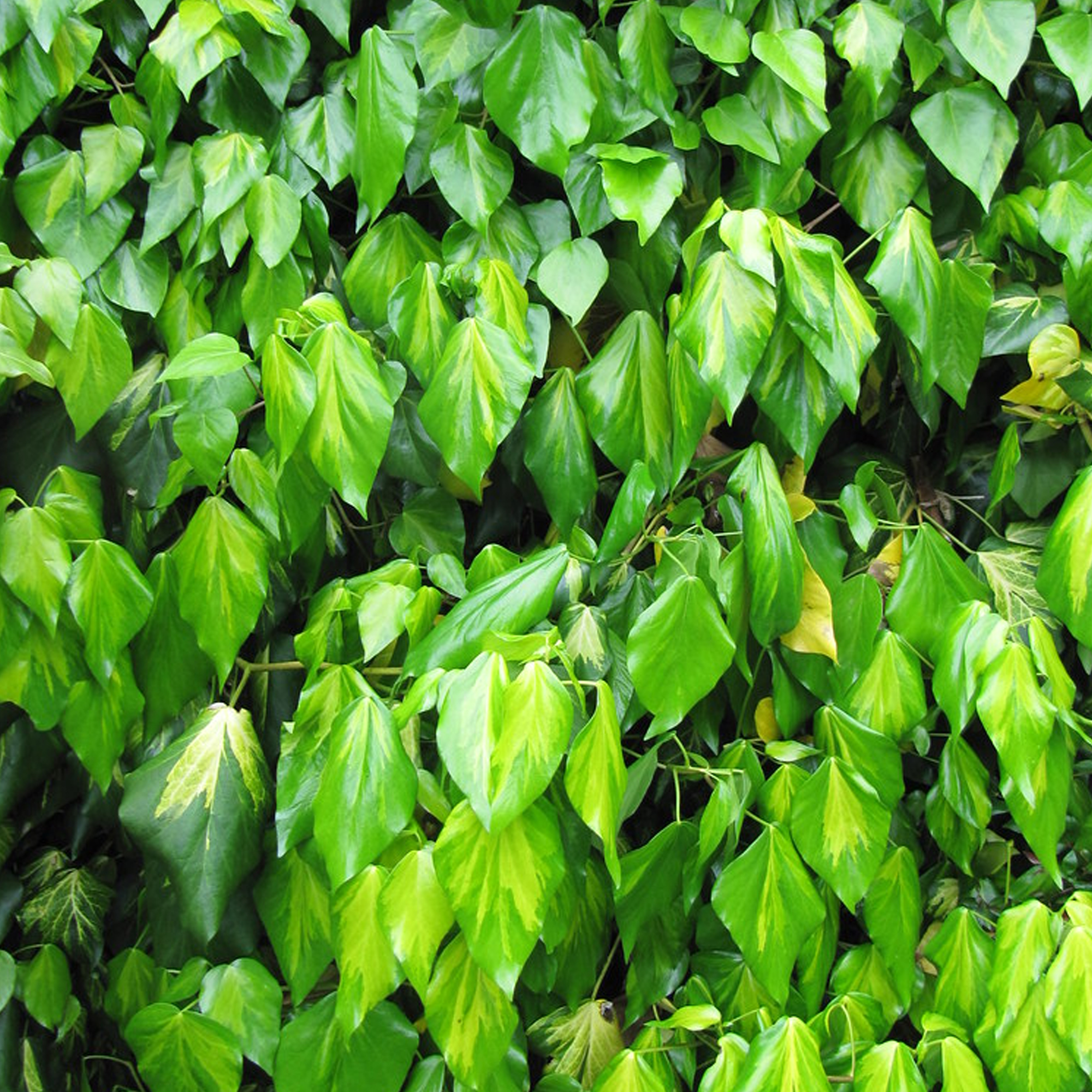 Hedera Sulphur Heart Climbing Evergreen Shrub Outdoor Garden Ready Plant in Pot - Picture 8 of 10