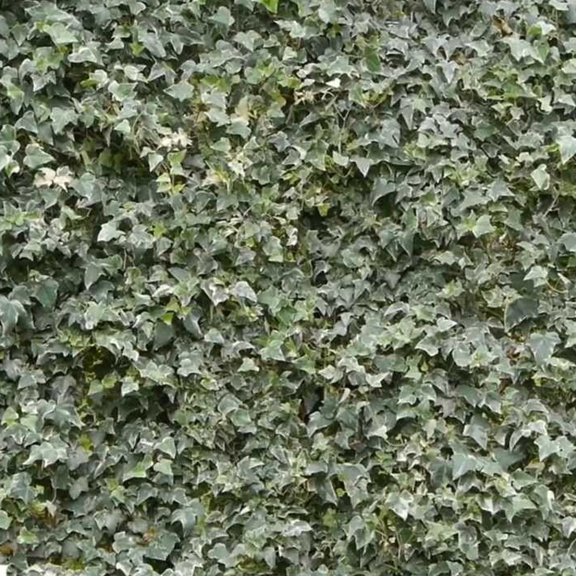 Hedera Helix Glacier Ivy Climbing Evergreen Shrub Outdoor Garden Plant in Pot - Picture 8 of 20