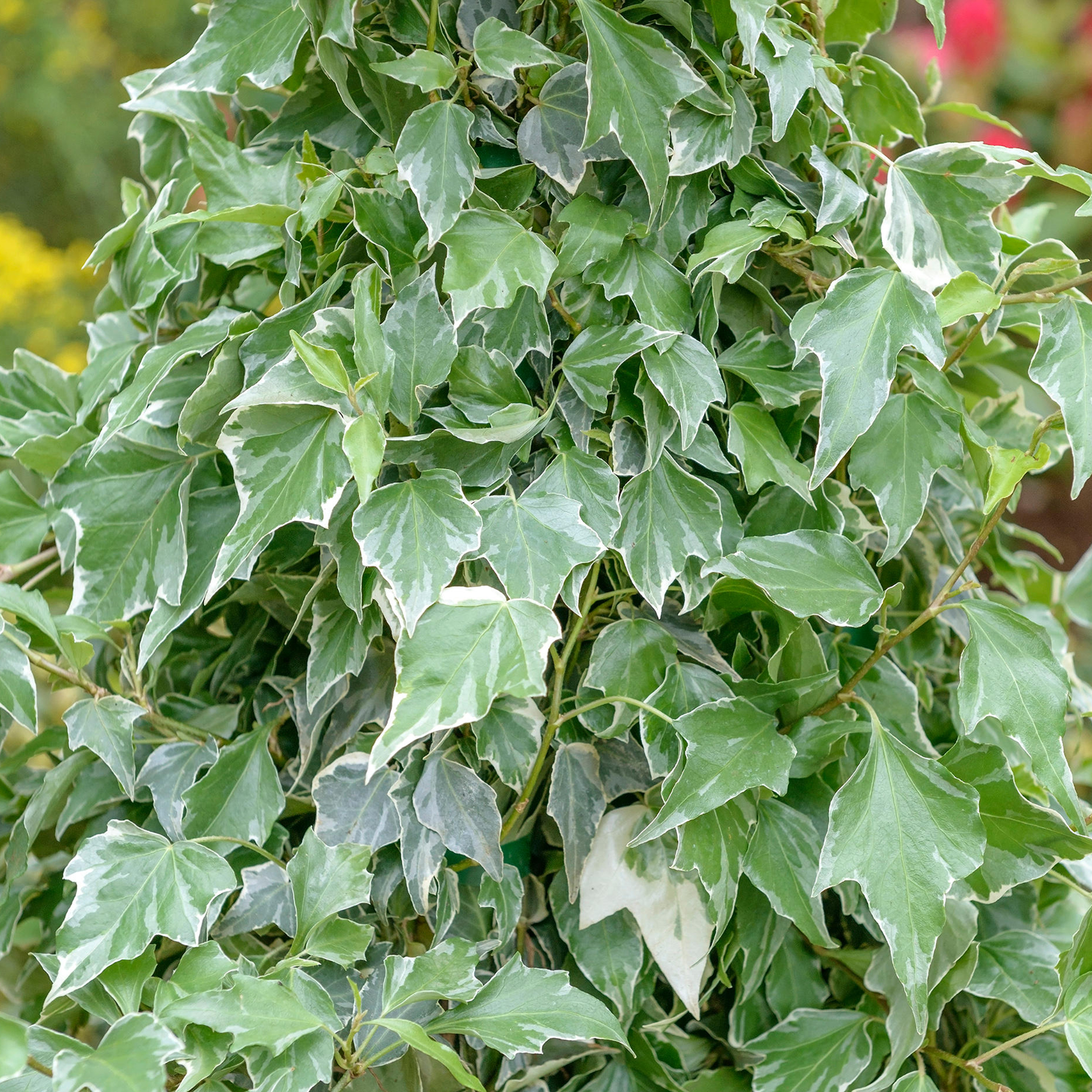 Hedera Helix Glacier Ivy Climbing Evergreen Shrub Outdoor Garden Plant in Pot - Picture 11 of 20