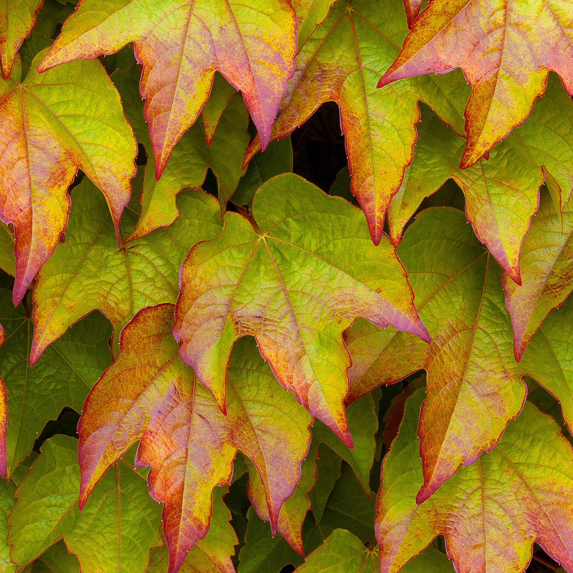 Parthenocissus Veitchii Boston Ivy Deciduous Shrub Hardy Garden Plant in Pot