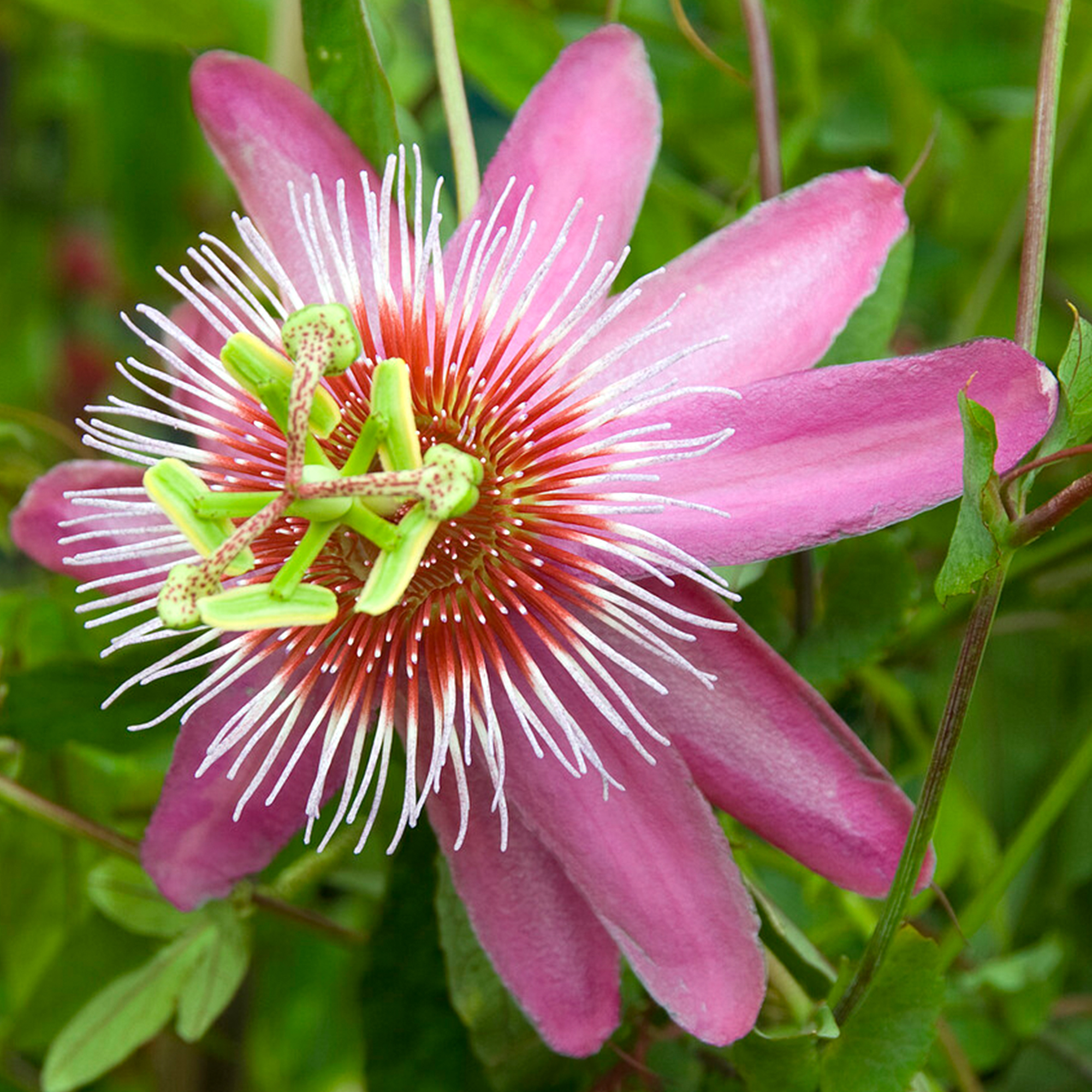 Passiflora 'Anastasia' Passion Flower Climbing Outdoor Hardy Garden Plant in Pot - Picture 7 of 15