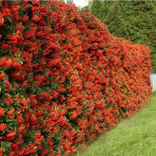 Pyracantha Red Column Red Firethorn Evergreen Shrub Outdoor Garden Plant in Pot - Picture 9 of 16