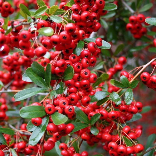 Pyracantha Red Column Red Firethorn Evergreen Shrub Outdoor Garden Plant in Pot - Picture 10 of 16