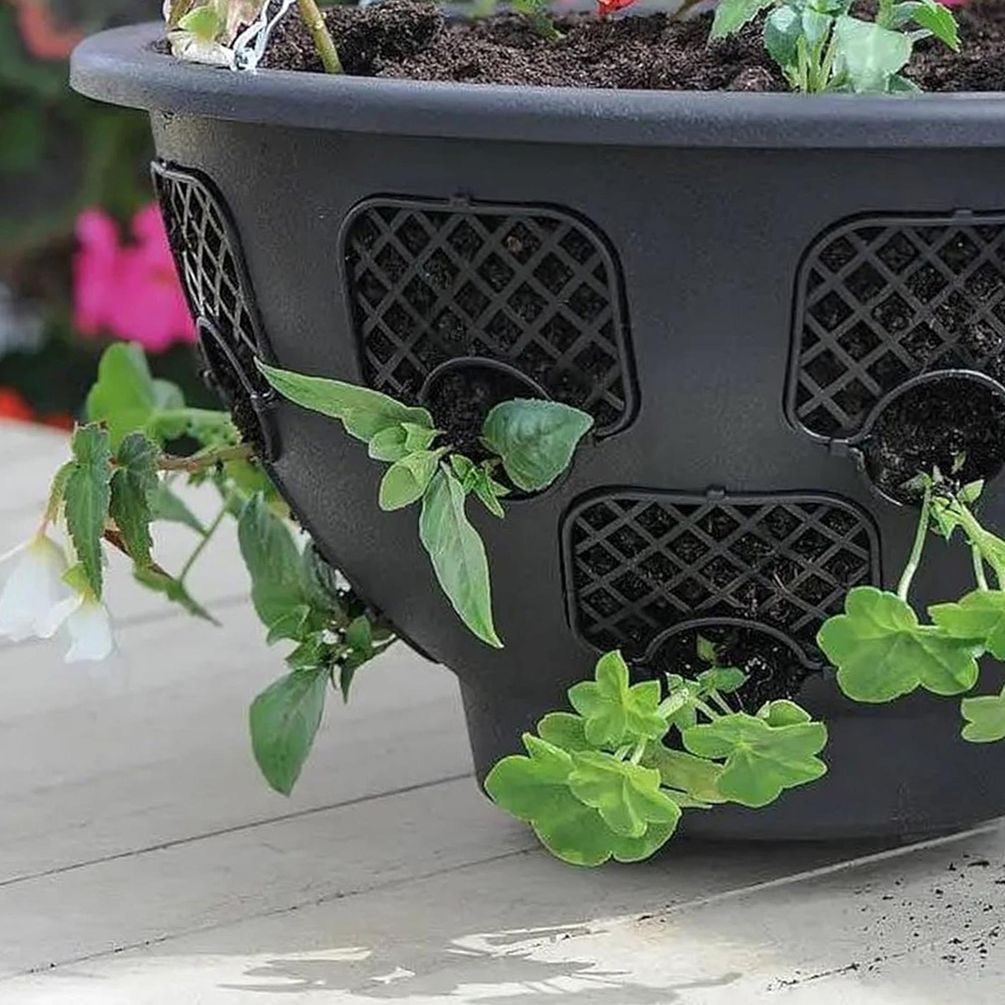 Easy Plant Hanging Baskets - Picture 14 of 30