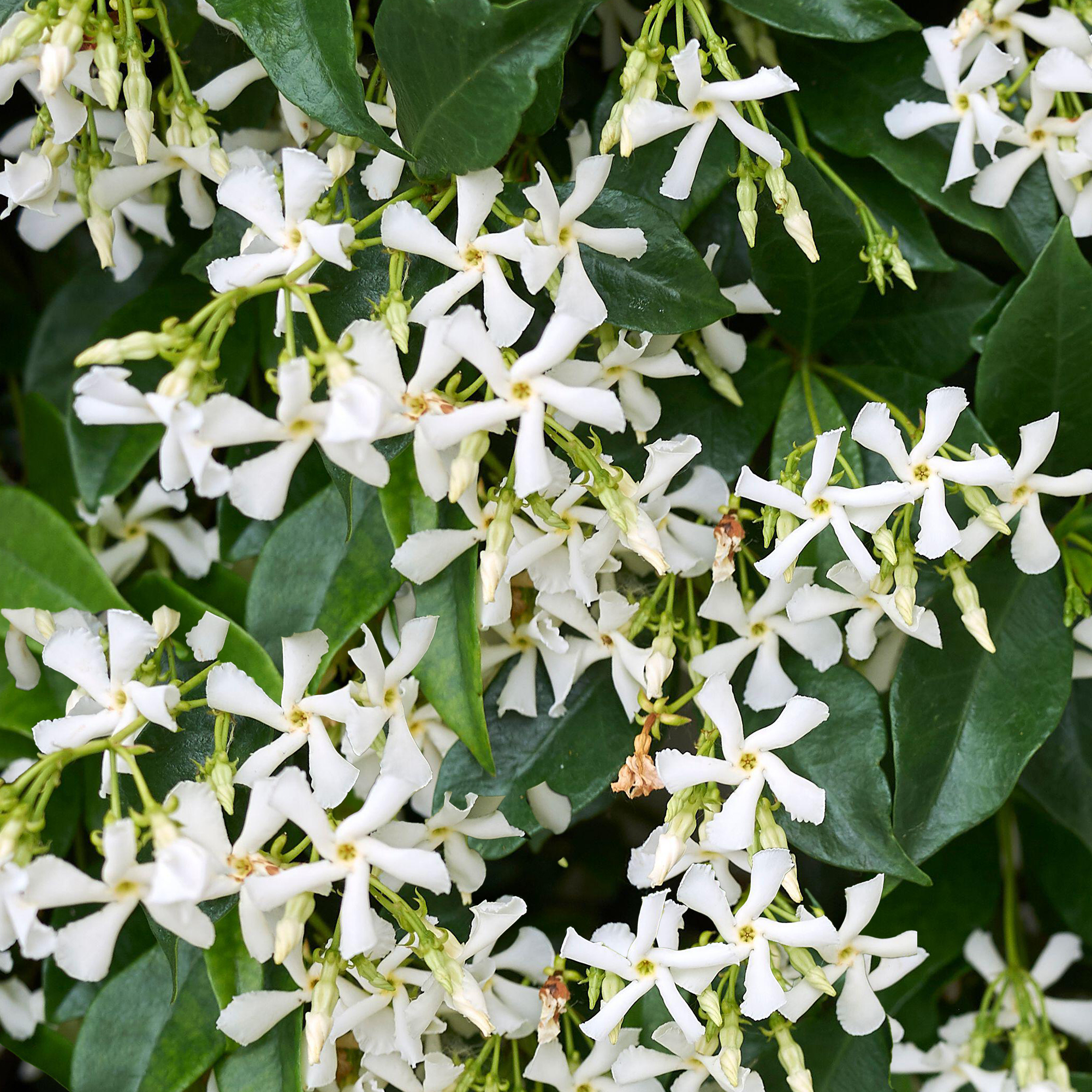 Trachelospermum Jasminoides Star Jasmine Evergreen Climber Outdoor Plant in Pot - Picture 7 of 20