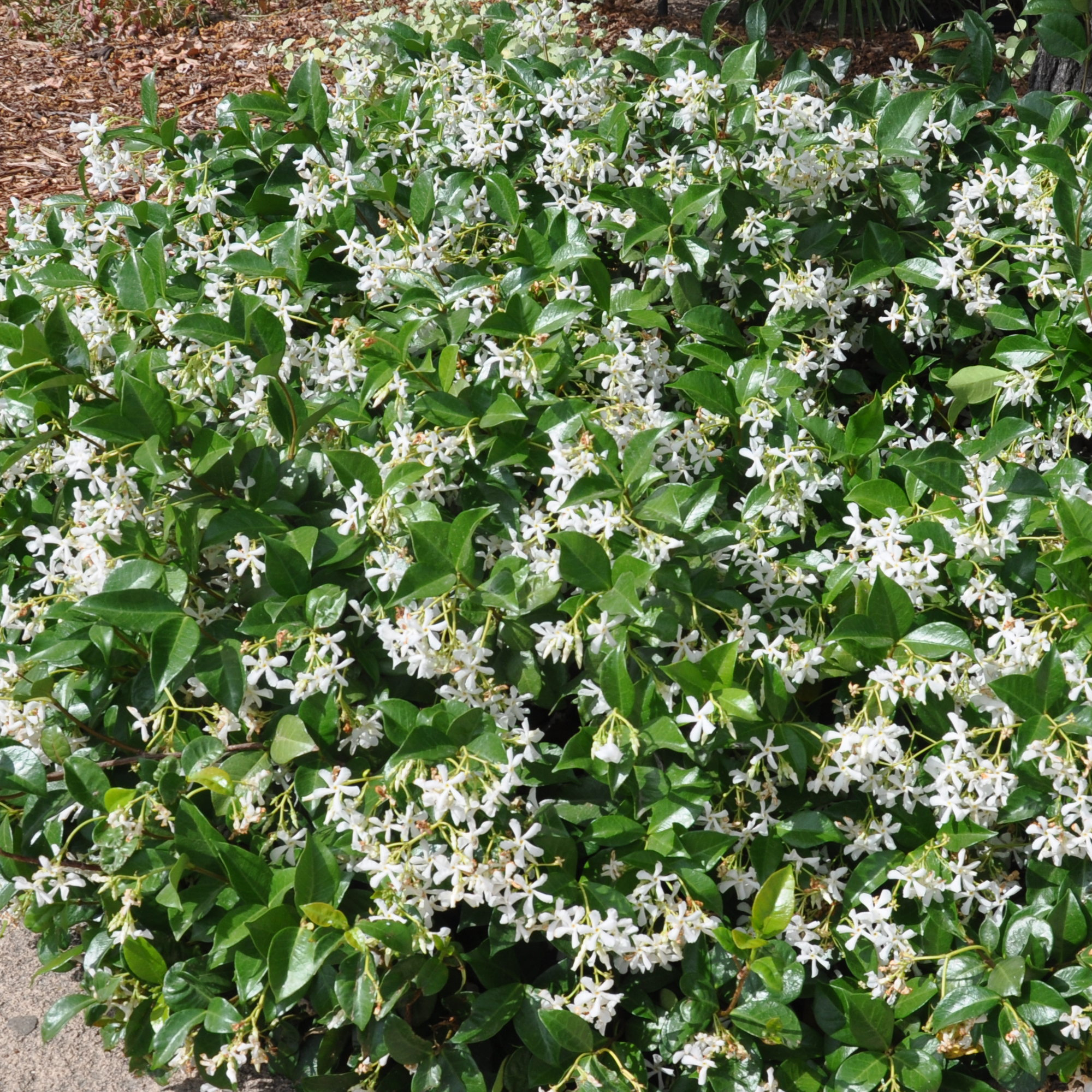Trachelospermum Jasminoides Star Jasmine Evergreen Climber Outdoor Plant in Pot - Picture 8 of 20