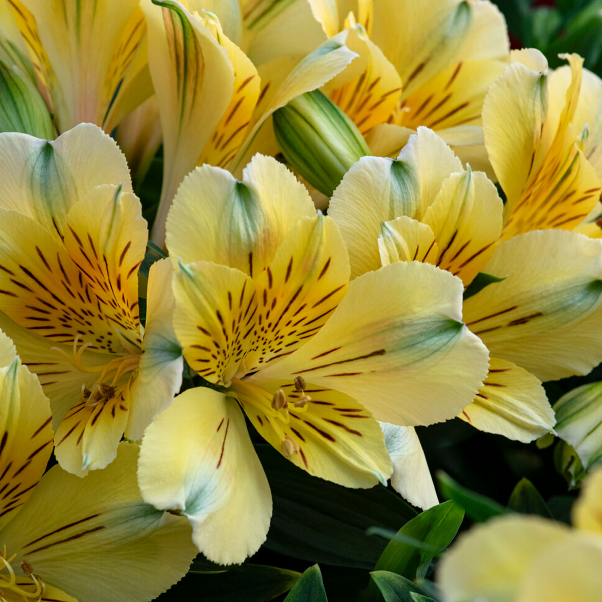 Alstroemeria Inticancha Havana Peruvian Lily Plant - Yellow Perennial Flowers - Picture 7 of 12