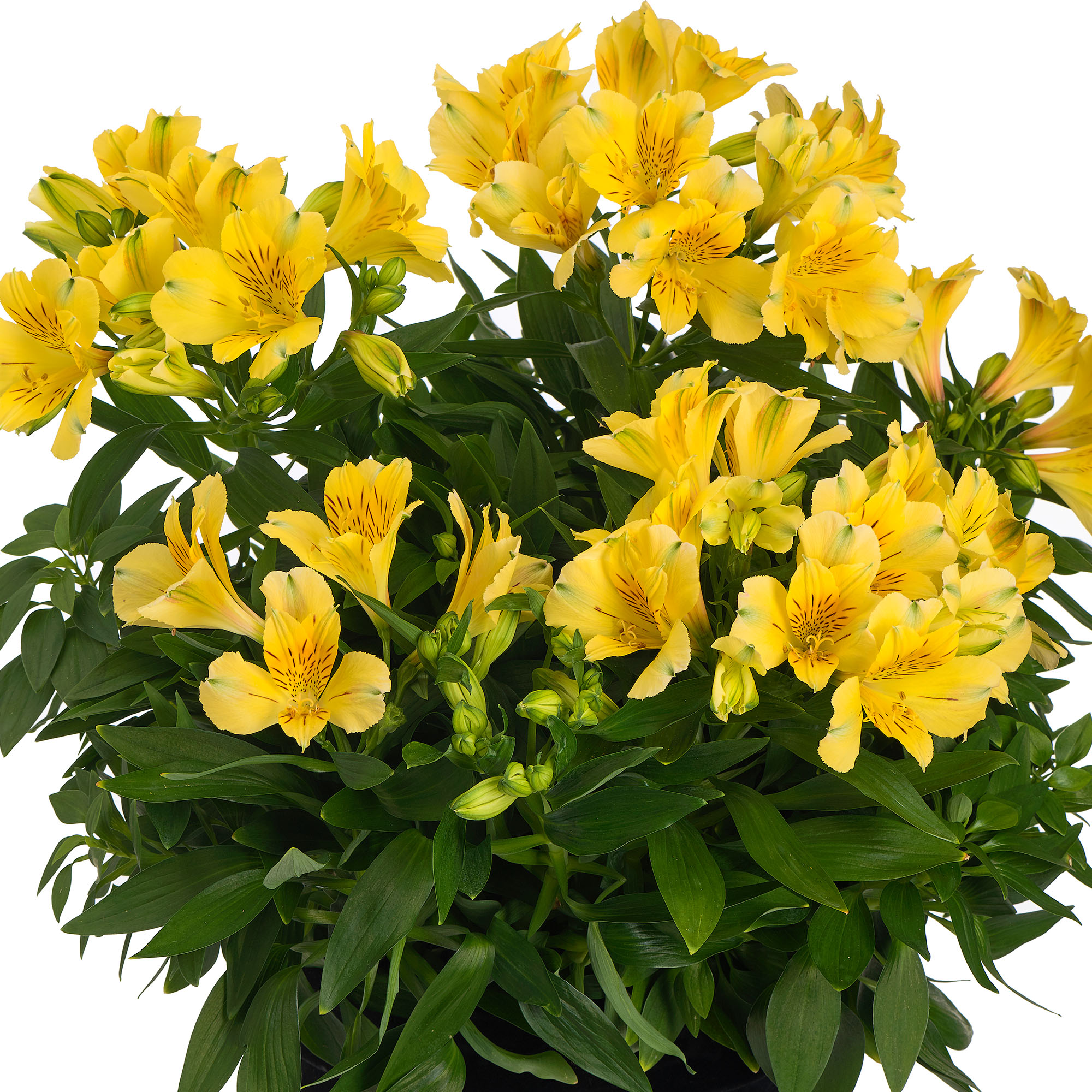 Alstroemeria Inticancha Havana Peruvian Lily Plant - Yellow Perennial Flowers - Picture 8 of 12