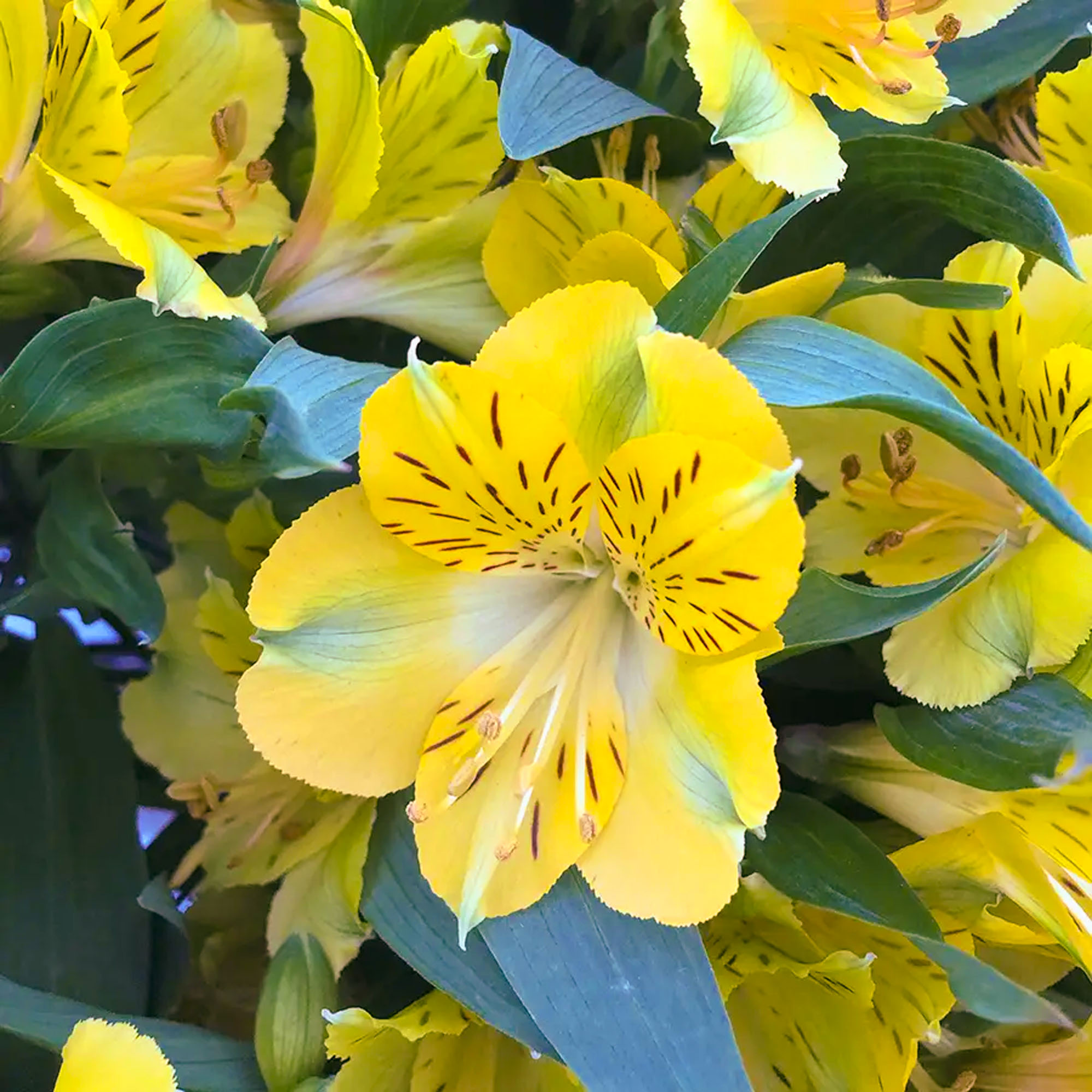 Alstroemeria Inticancha Havana Peruvian Lily Plant - Yellow Perennial Flowers - Picture 9 of 12