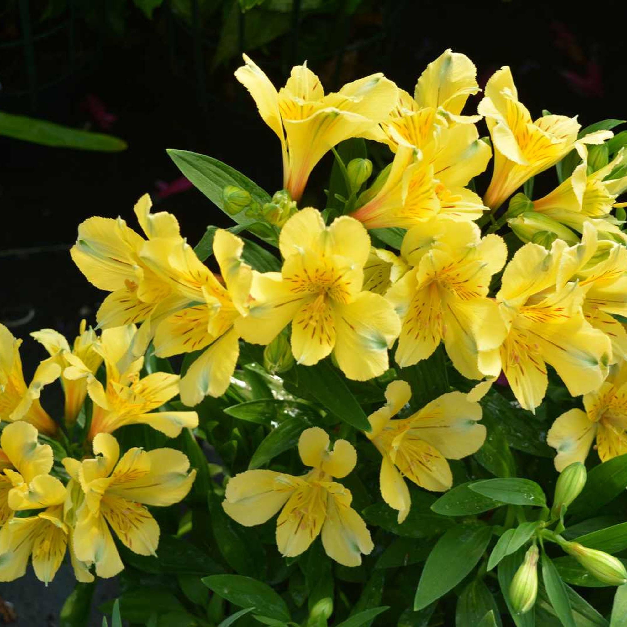 Alstroemeria Inticancha Havana Peruvian Lily Plant - Yellow Perennial Flowers - Picture 10 of 12