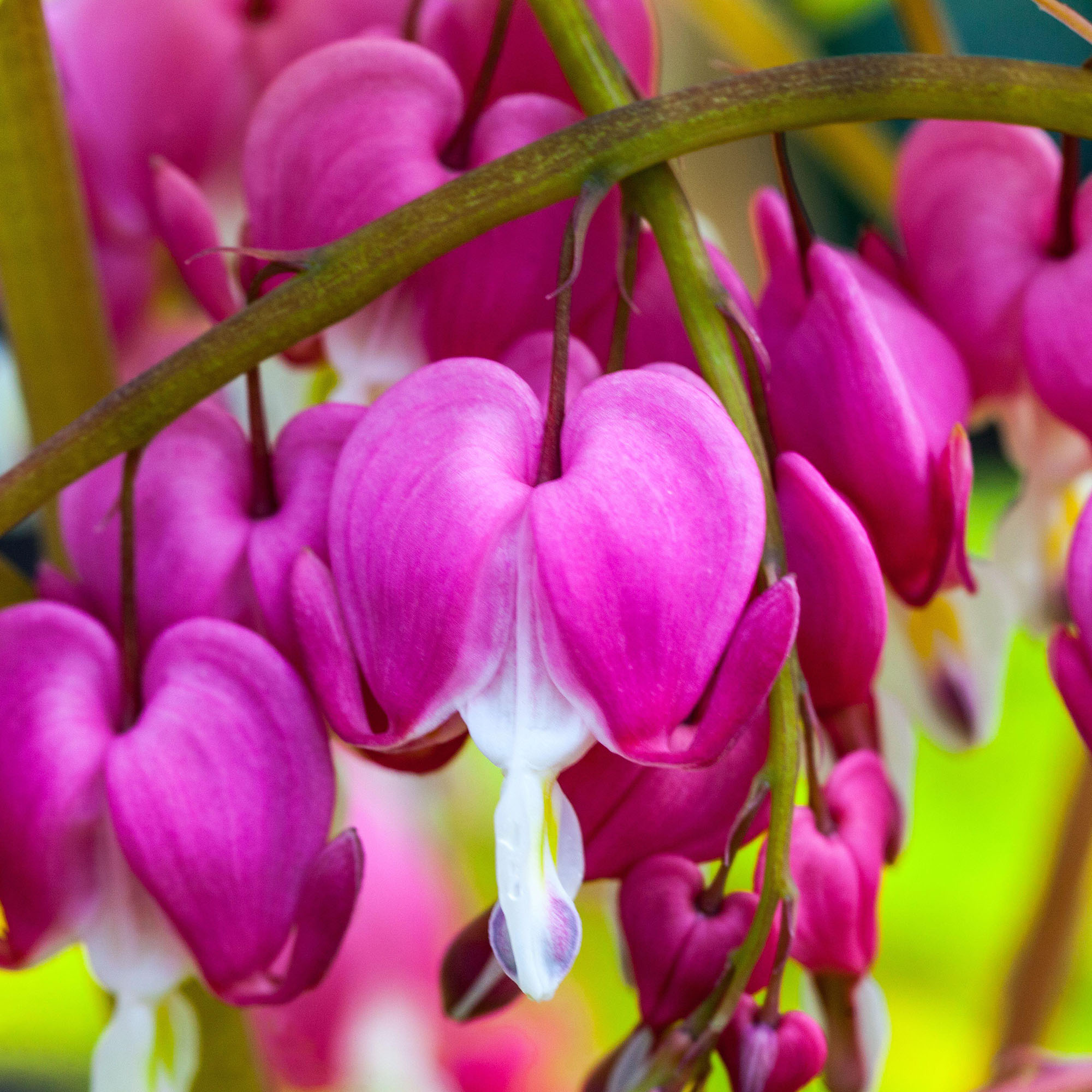 Dicentra Gold Heart - Pink Flowering Shade Loving Plants Outdoor Garden Ready