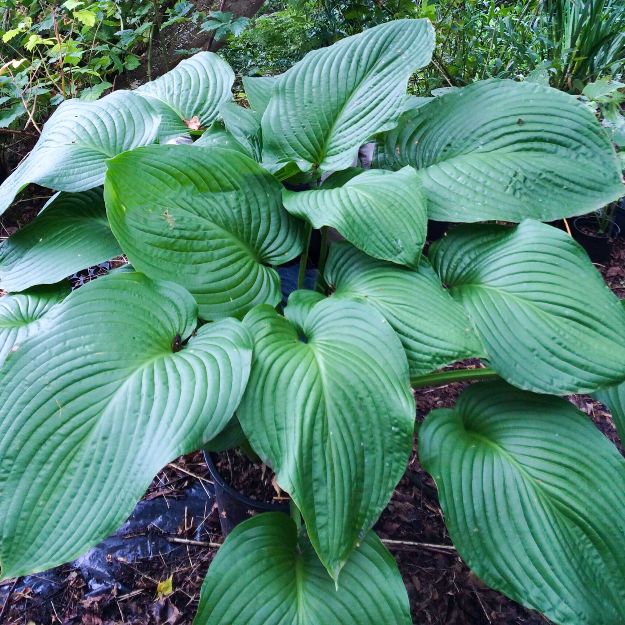 Hosta T-Rex Giant Leaf Perennial Plant Real Outdoor Shade Garden Plant in Pot - Picture 7 of 12