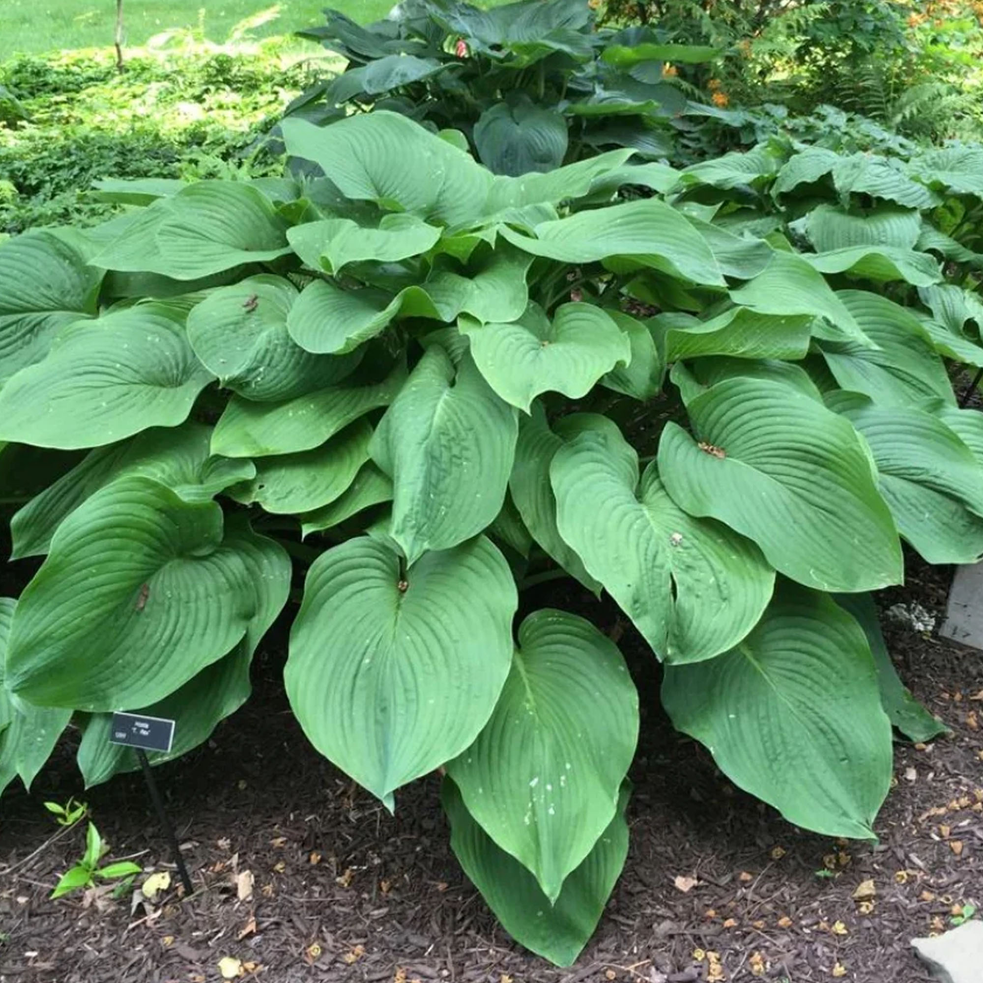 Hosta T-Rex Giant Leaf Perennial Plant Real Outdoor Shade Garden Plant in Pot - Picture 8 of 12
