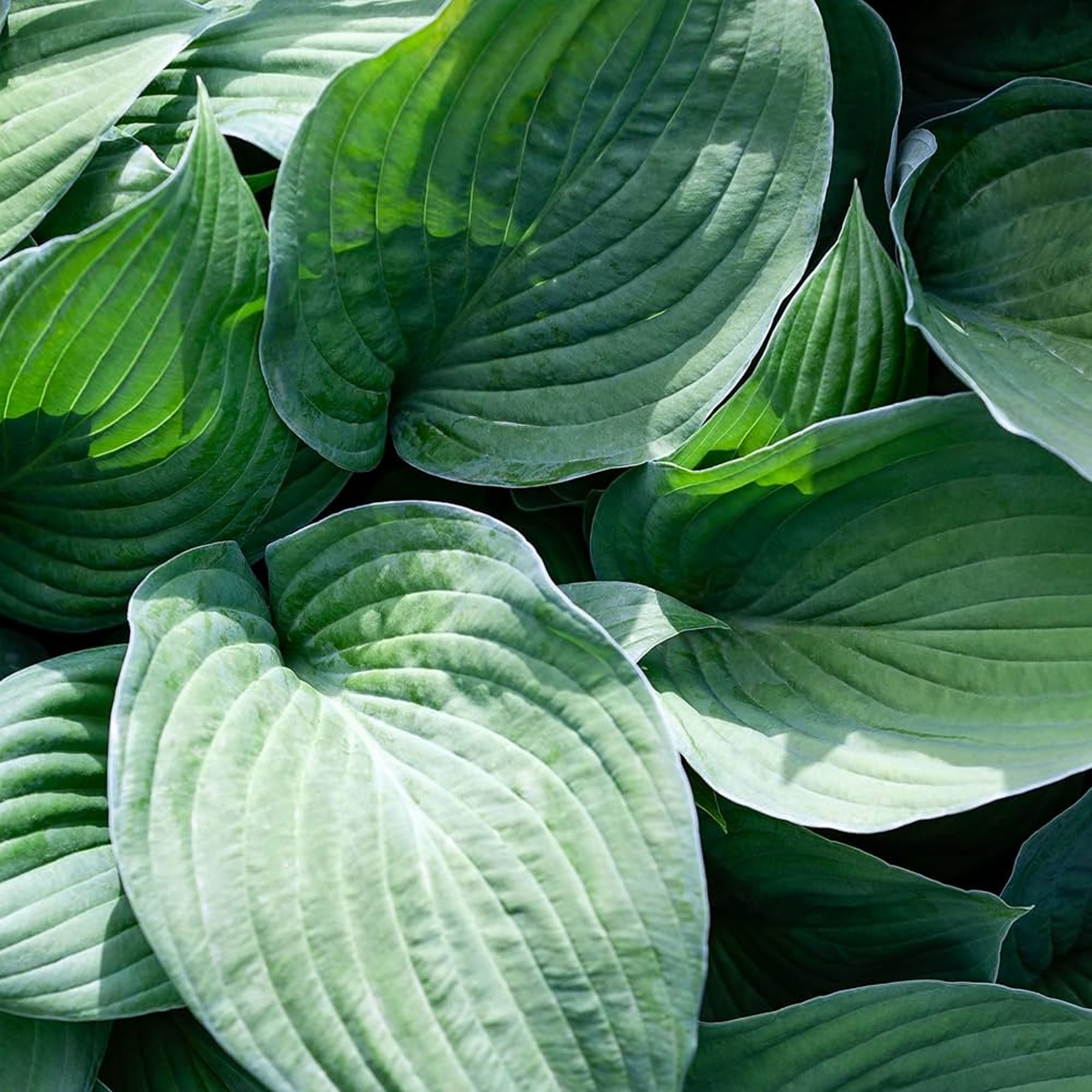 Hosta T-Rex Giant Leaf Perennial Plant Real Outdoor Shade Garden Plant in Pot - Picture 9 of 12
