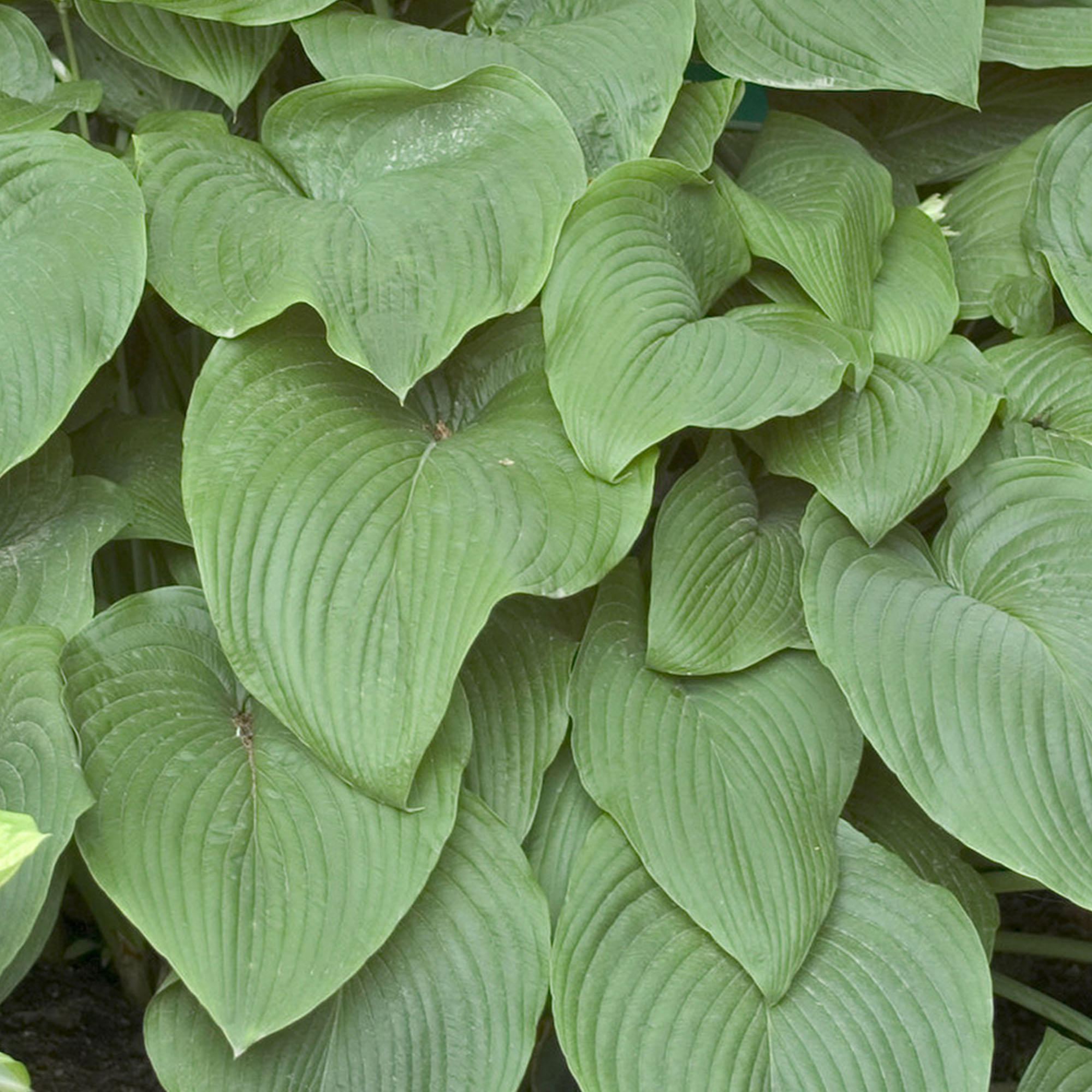 Hosta T-Rex Giant Leaf Perennial Plant Real Outdoor Shade Garden Plant in Pot - Picture 10 of 12