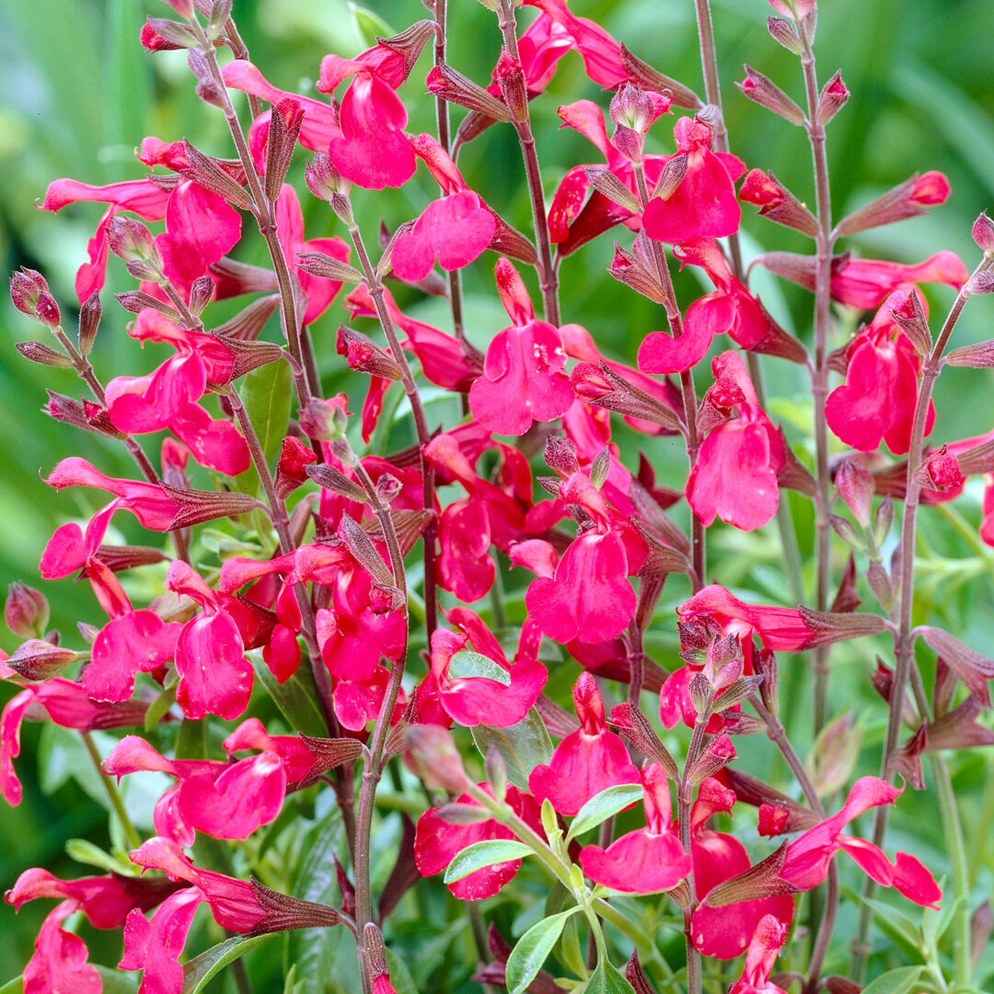 Salvia Lipstick Perennial Flowering Plant Real Outdoor Garden Plant in Pot