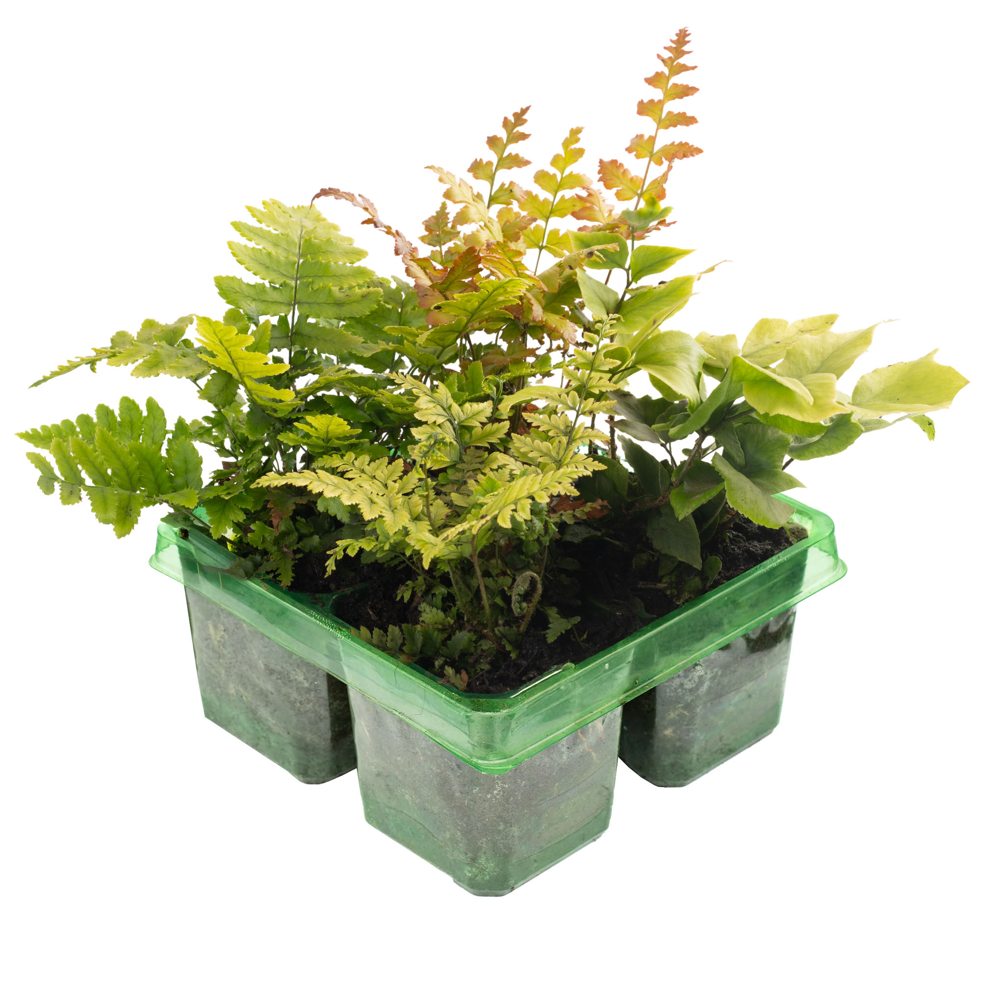 Fern Plant Mix Pack Perennial Plants Outdoor Garden Ready Hardy Ferns Collection