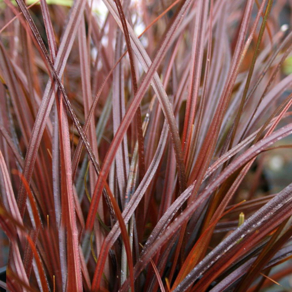 Uncinia rubra Everflame Red Sedge Evergreen Perennial Garden Grass Plant in Pot - Picture 7 of 12