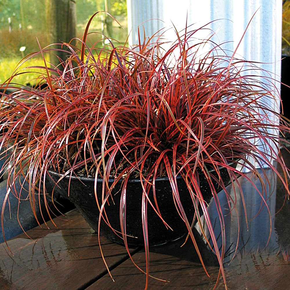 Uncinia rubra Everflame Red Sedge Evergreen Perennial Garden Grass Plant in Pot - Picture 8 of 12