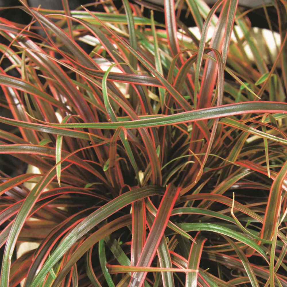 Uncinia rubra Everflame Red Sedge Evergreen Perennial Garden Grass Plant in Pot - Picture 9 of 12
