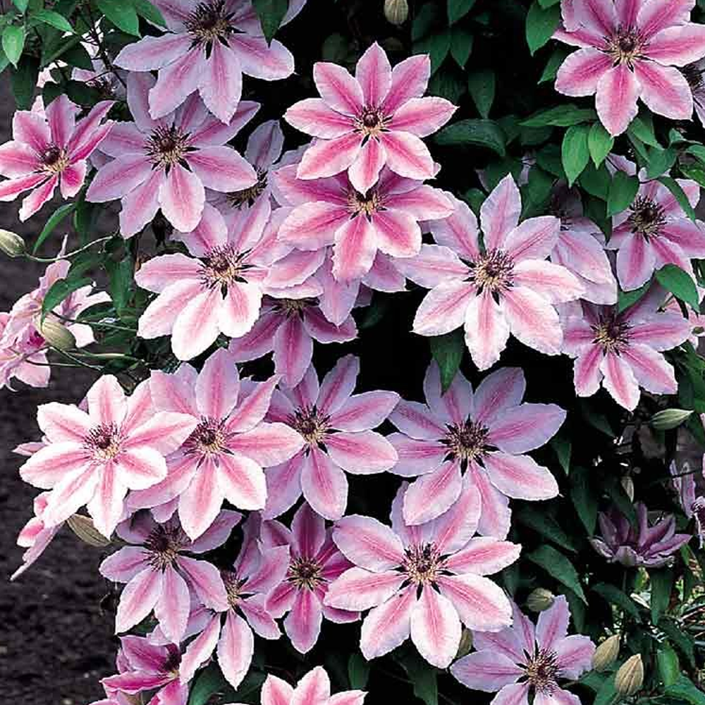 Clematis Nelly Moser Hardy Climber Outdoor Flowering Garden Shrub Plant in Pot - Picture 15 of 28