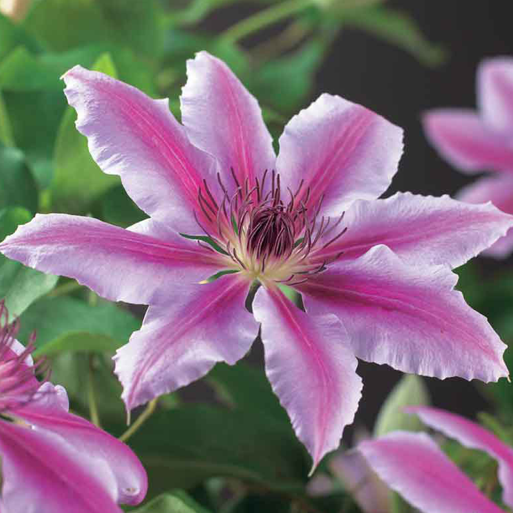 Clematis Nelly Moser Hardy Climber Outdoor Flowering Garden Shrub Plant in Pot - Picture 18 of 28