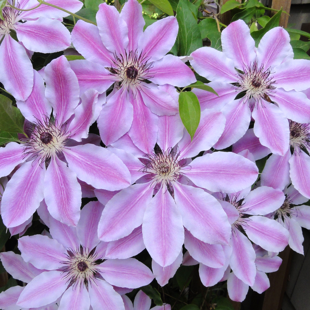 Clematis Nelly Moser Hardy Climber Outdoor Flowering Garden Shrub Plant in Pot - Picture 19 of 28