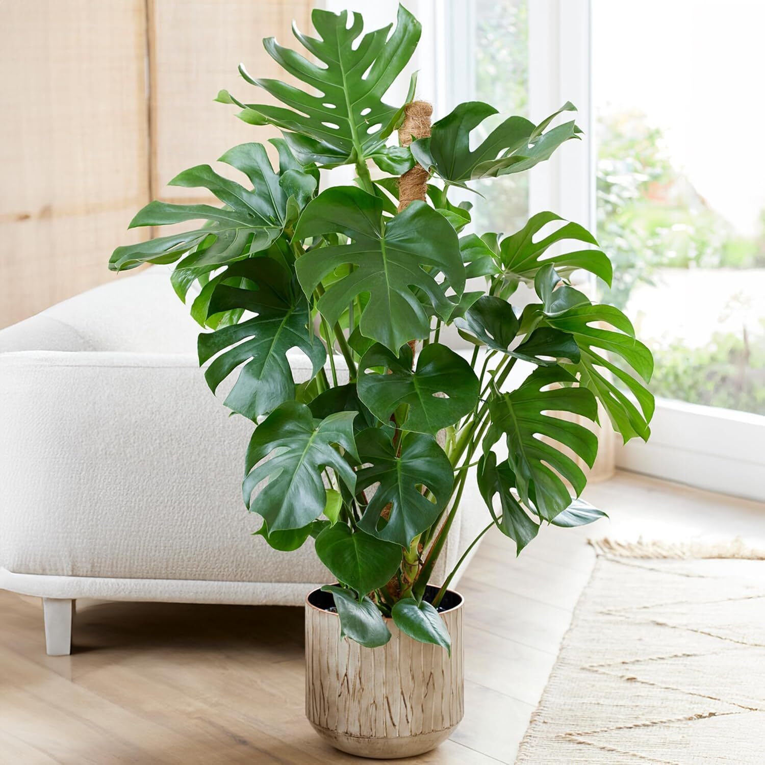 Indoor Climber Plant Kit Monstera Swiss Cheese Plant with Coir Moss Pole in Pot - Picture 18 of 32