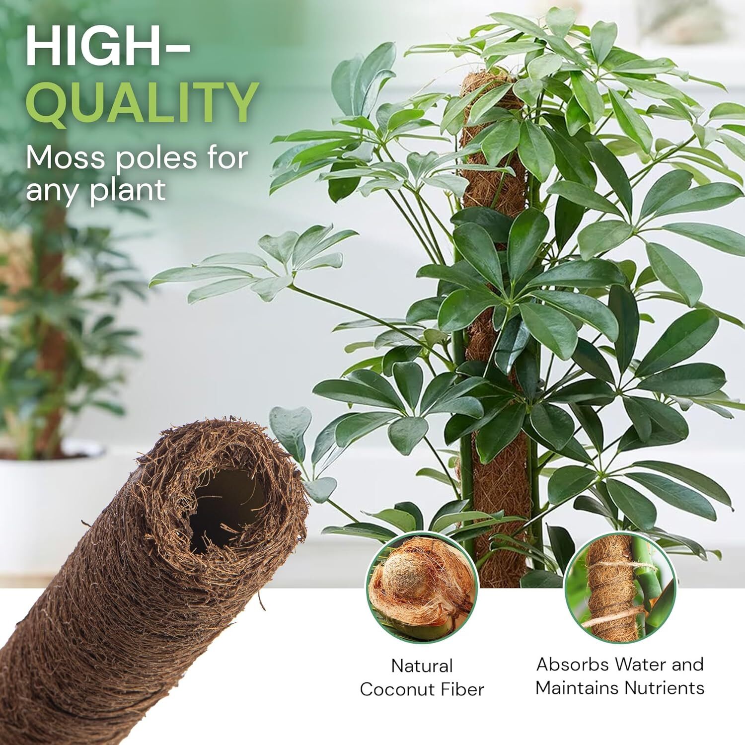 Indoor Climber Plant Kit Monstera Swiss Cheese Plant with Coir Moss Pole in Pot - Picture 21 of 32
