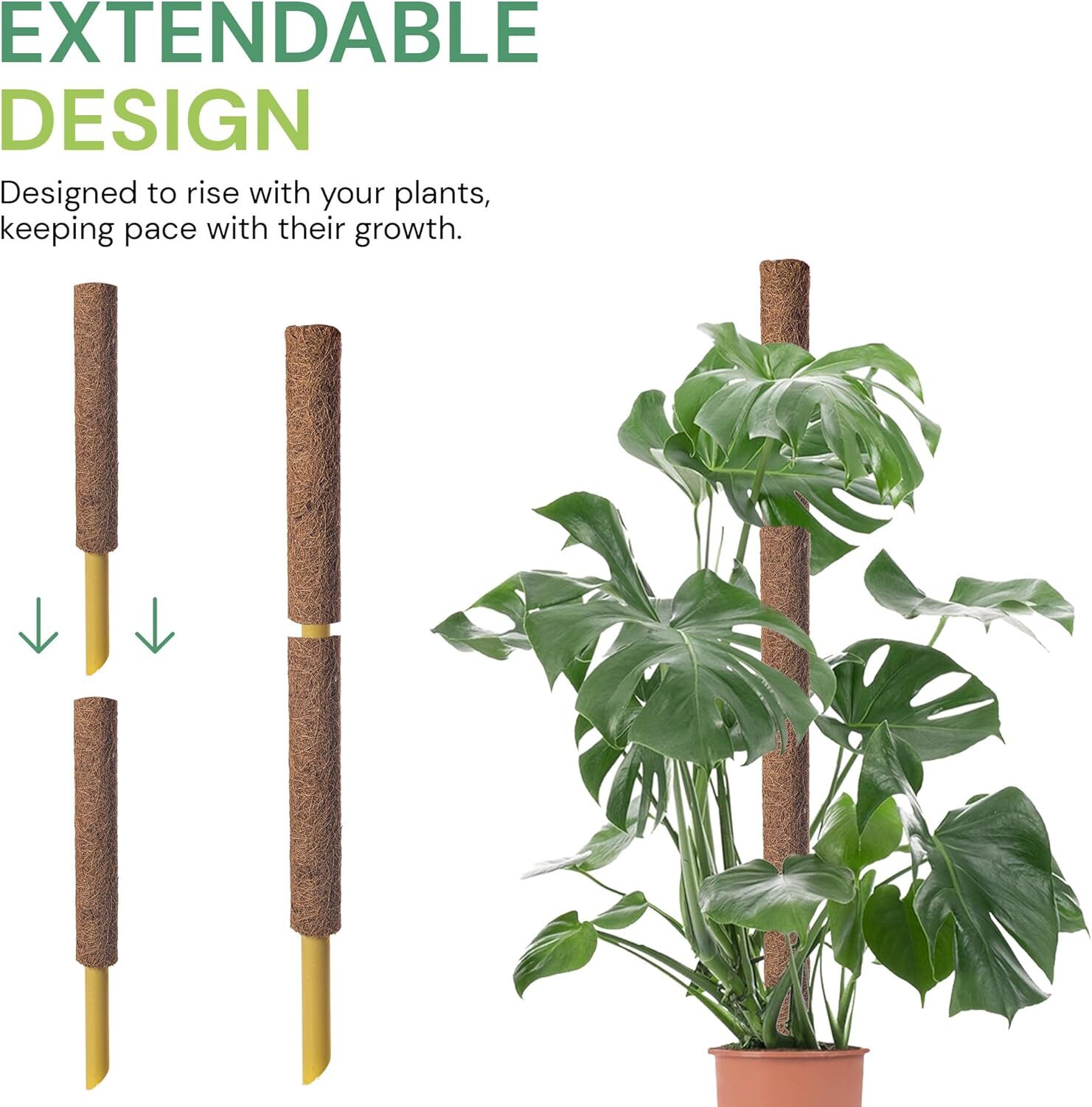 Indoor Climber Plant Kit Monstera Swiss Cheese Plant with Coir Moss Pole in Pot - Picture 22 of 32